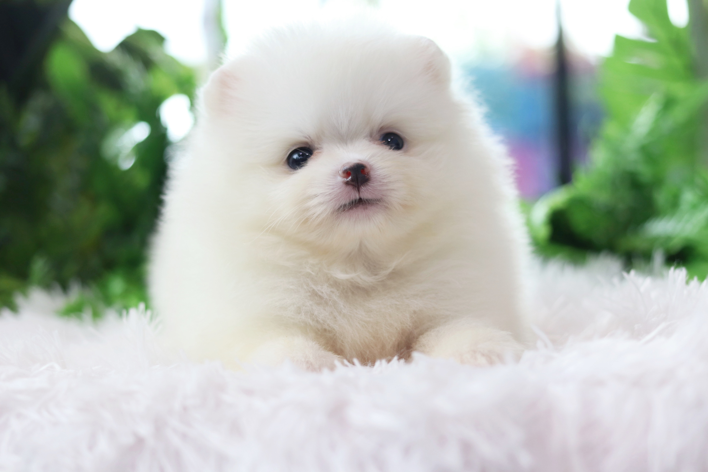 ปอมเมอเรเนียน เพศผู้ สีขาวครีม