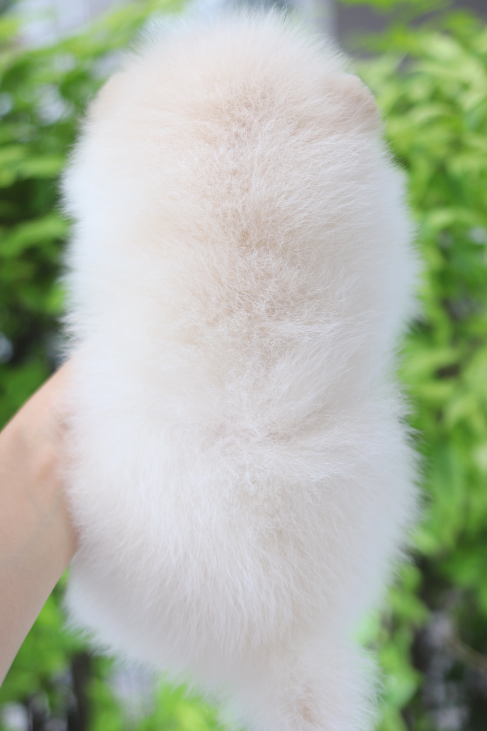 ปอมเมอเรเนียน เพศเมียสีขาวครีม