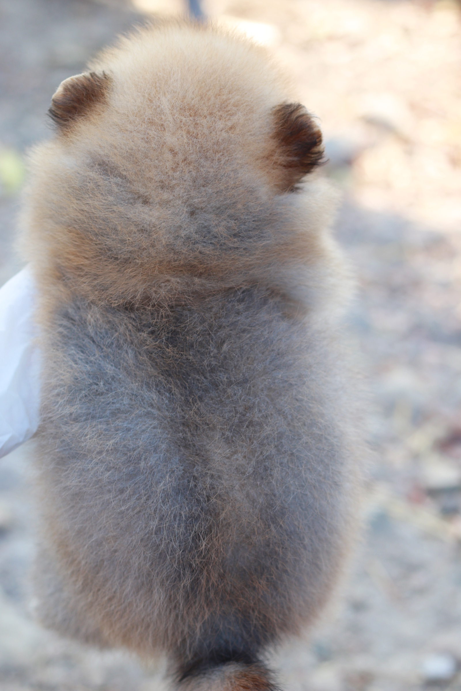 ปอมเมอเรเนียน เพศเมียสีส้ม