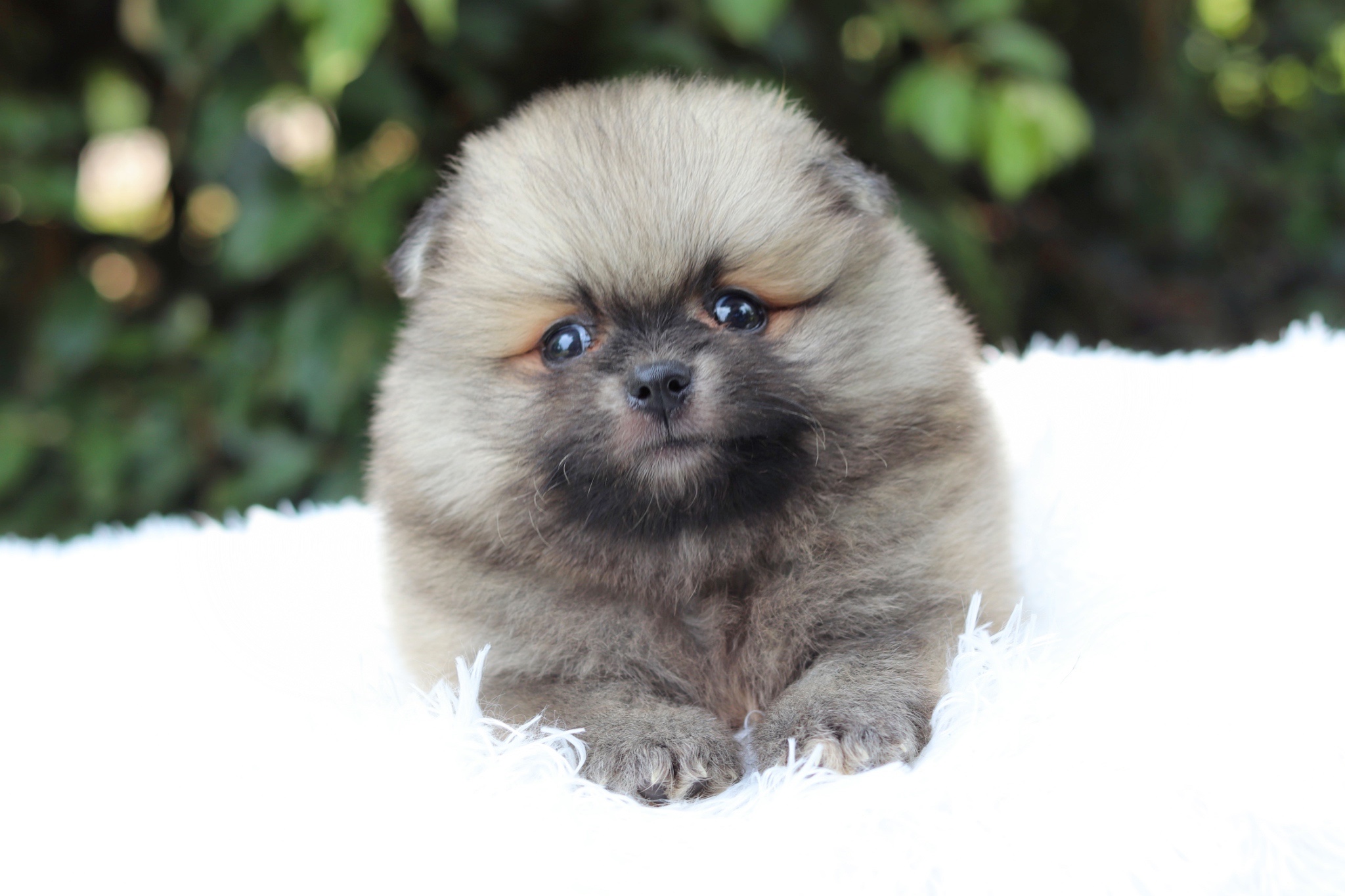 ปอมเมอเรเนียน เพศผู้สีส้ม