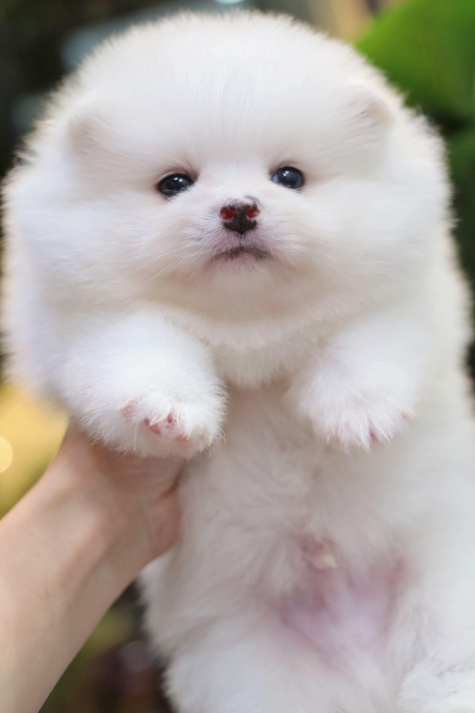 ปอมเมอเรเนียน เพศผู้ สีขาว