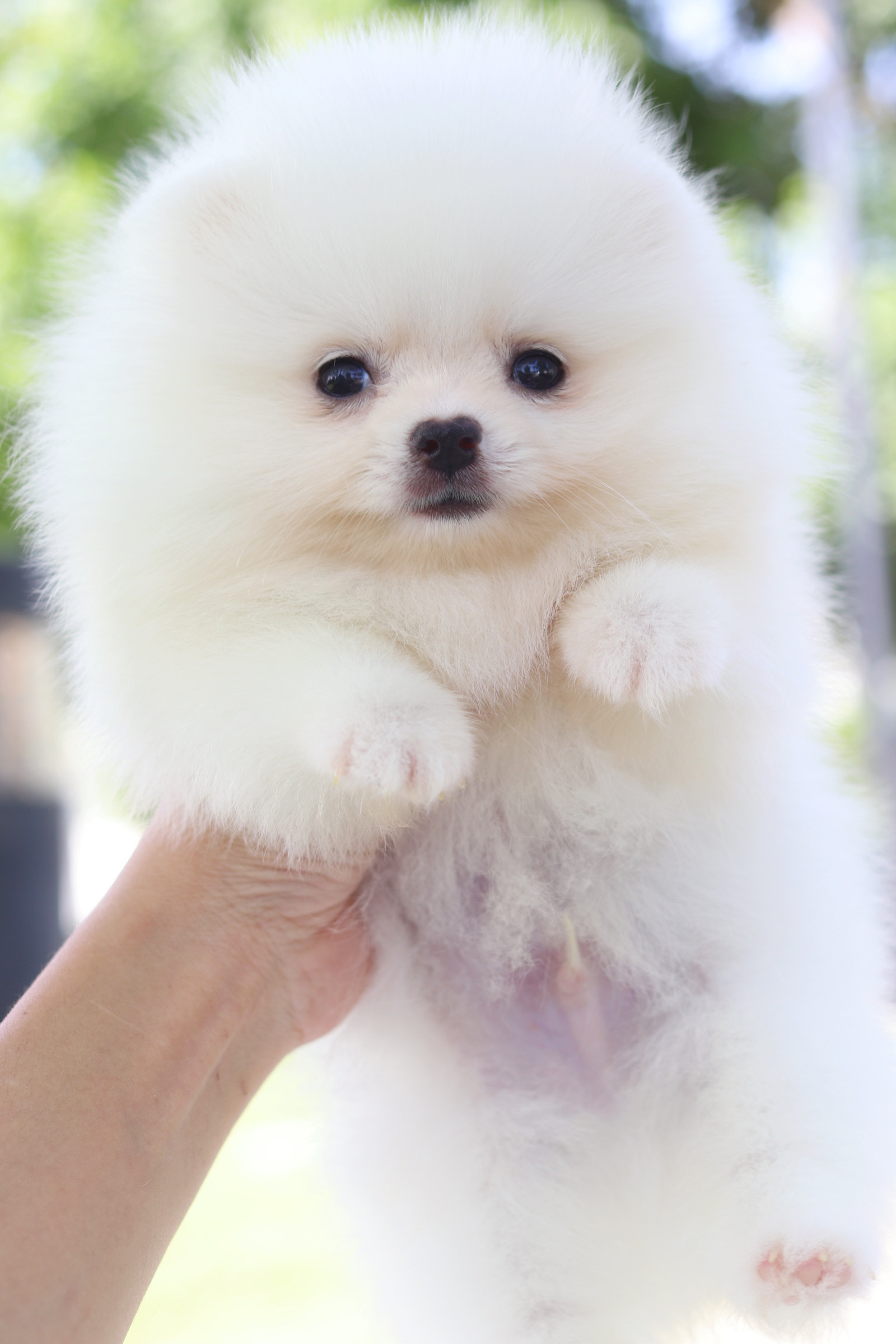 ปอมเมอเรเนียน เพศผู้ สีขาวครีม