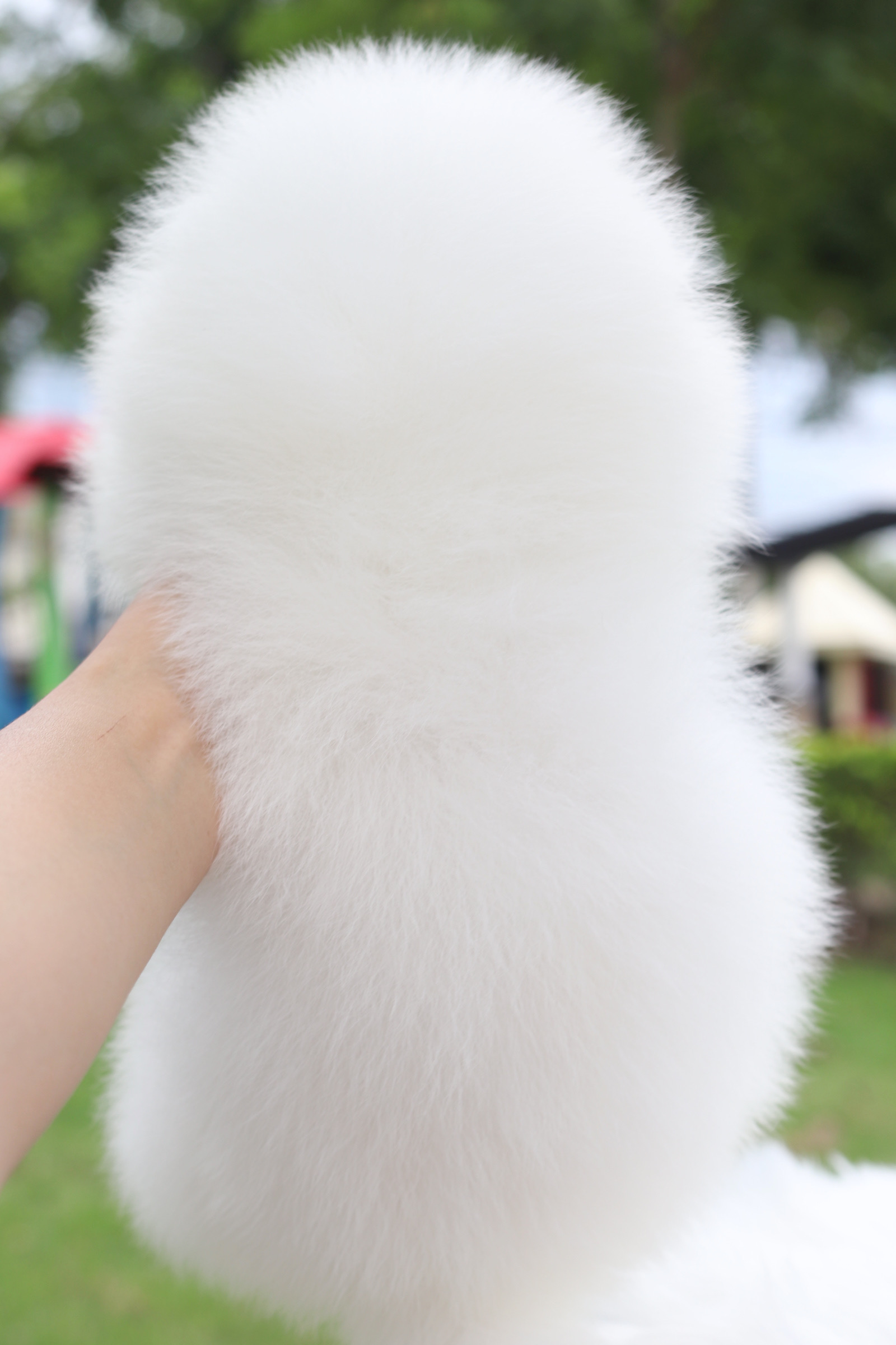 ปอมเมอเรเนียน เพศผู้สีขาวสำลีเกรดโชว์