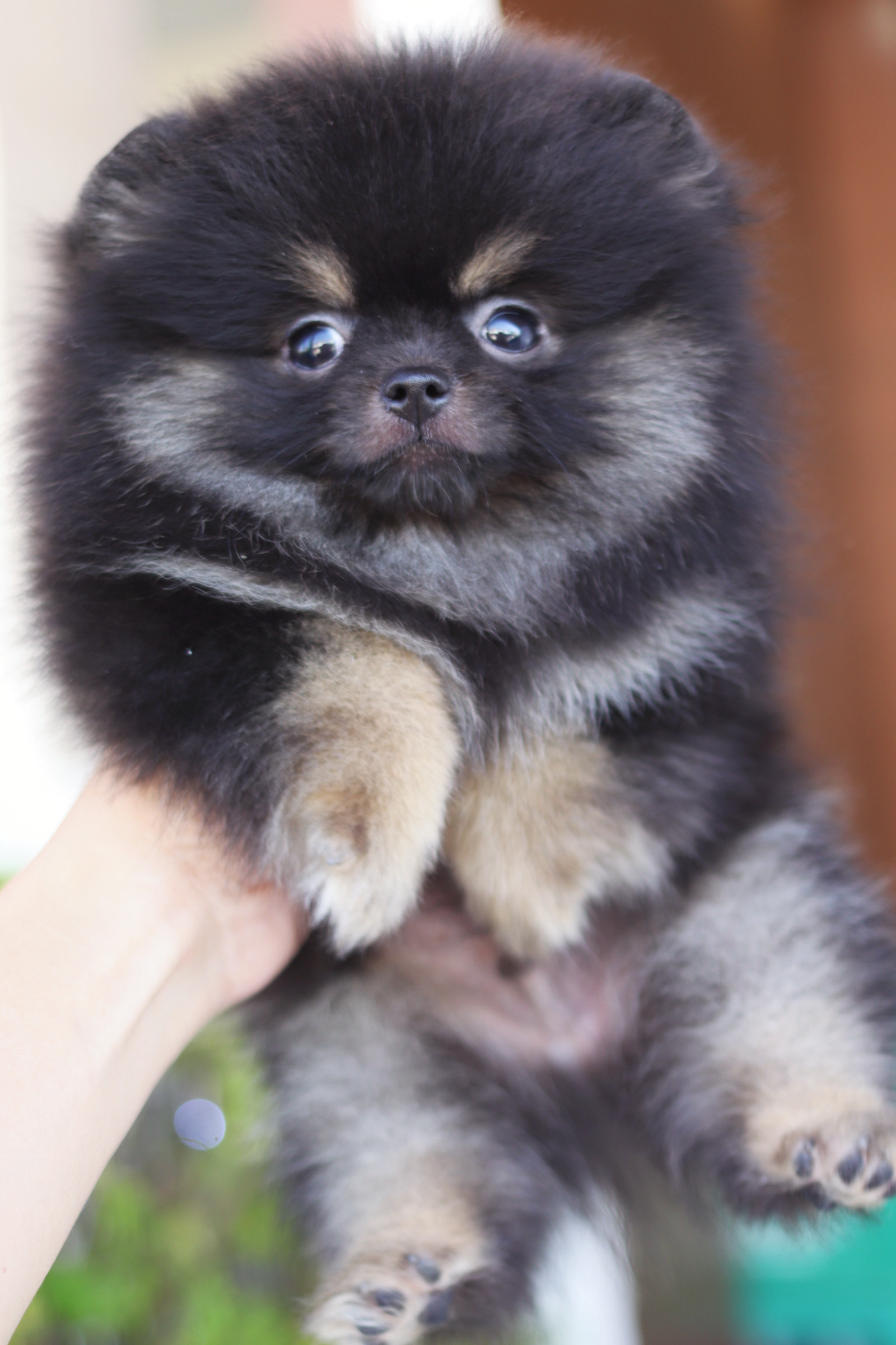 ปอมเมอเรเนียน เพศผู้ แบล็คแทน