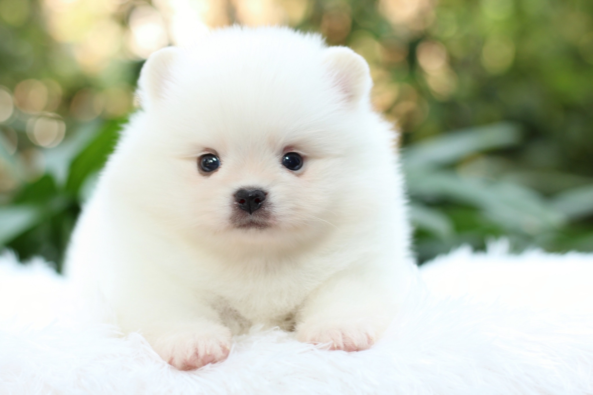 ปอมเมอเรเนียน เพศผู้ สีขาว