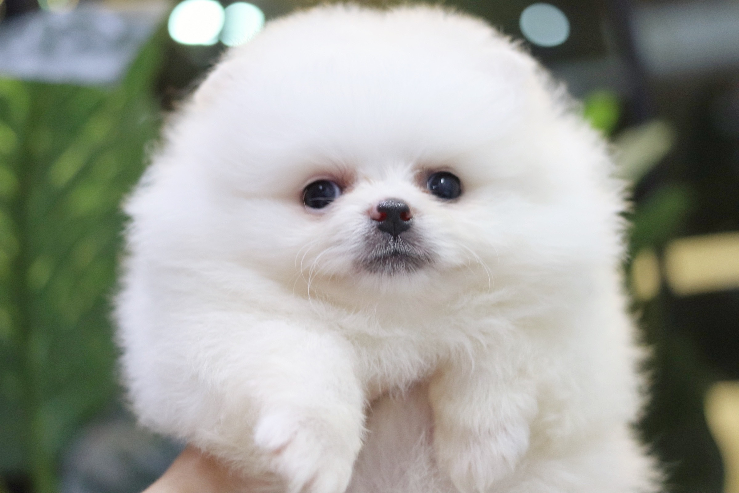 ปอมเมอเรเนียน เพศเมียสีขาวครีม