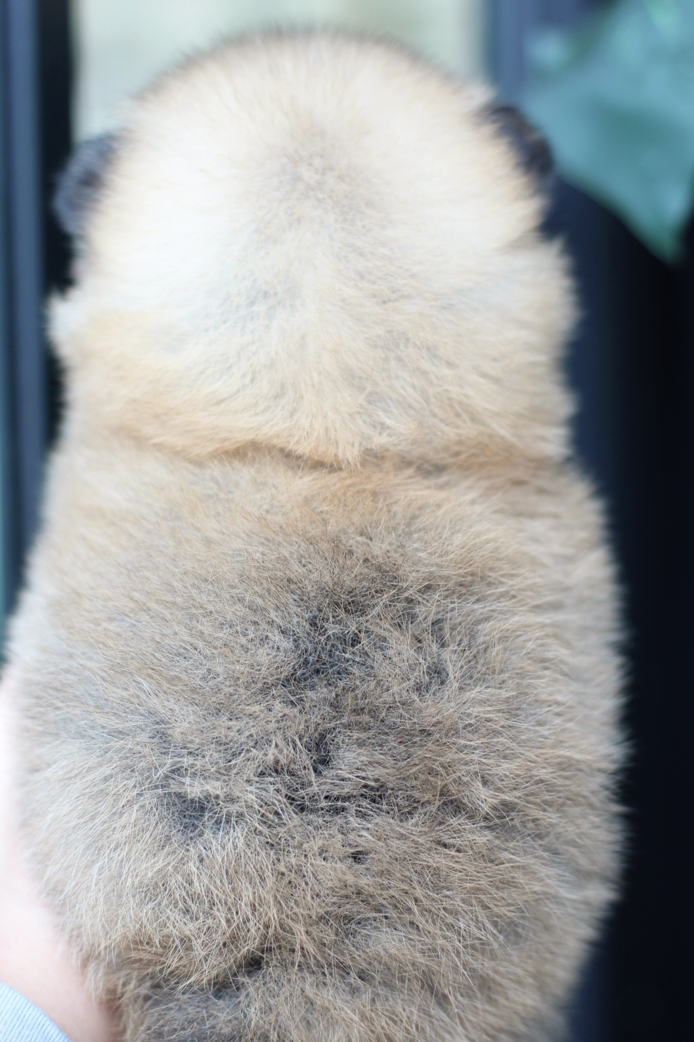 ปอมเมอเรเนียน เพศเมียสีส้ม มีถุงเท้าสีขาวไซส์เล็ก