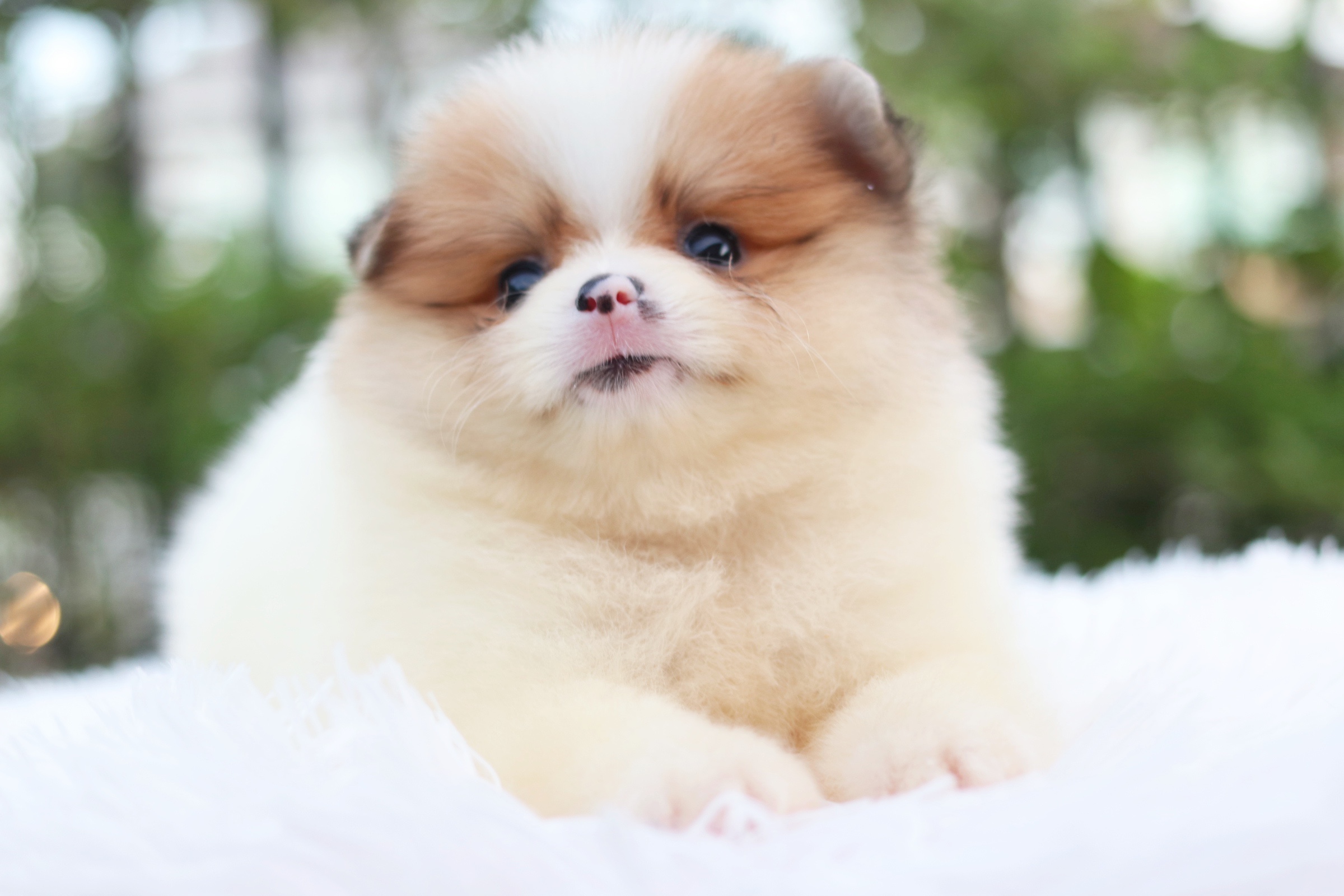 ปอมเมอเรเนียน เพศเมีย แฟนซี