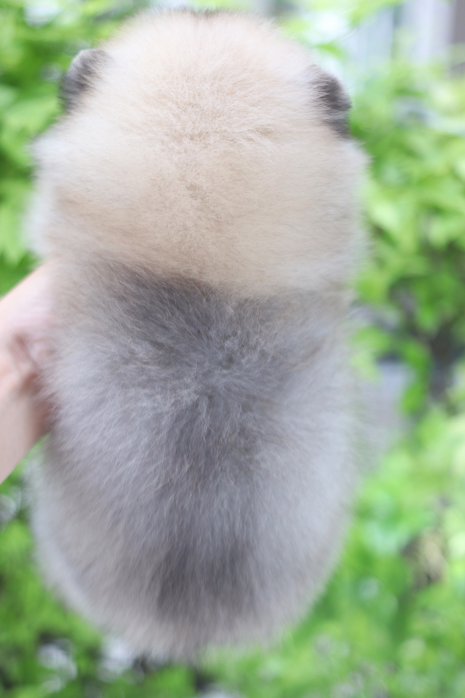 ปอมเมอเรเนียน เพศเมียสีส้ม