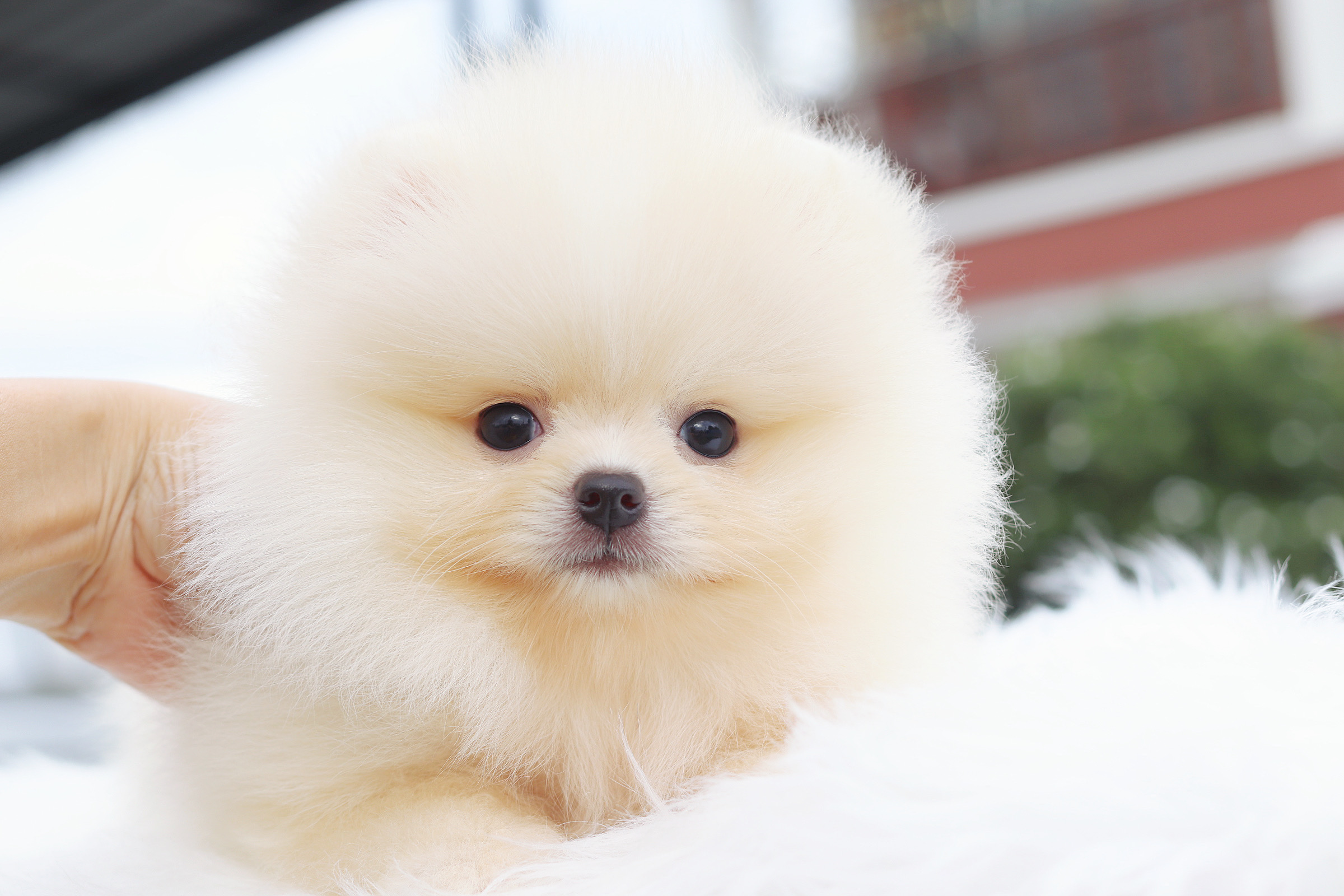 ปอมเมอเรเนียน เพศผู้สีครีมม