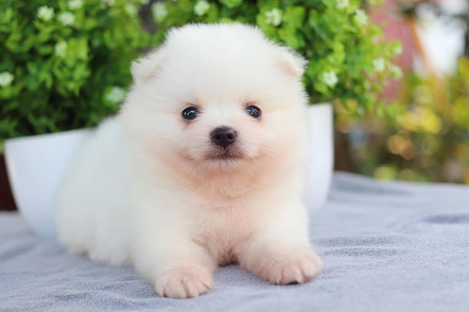 ปอมเมอเรเนียน เพศผู้