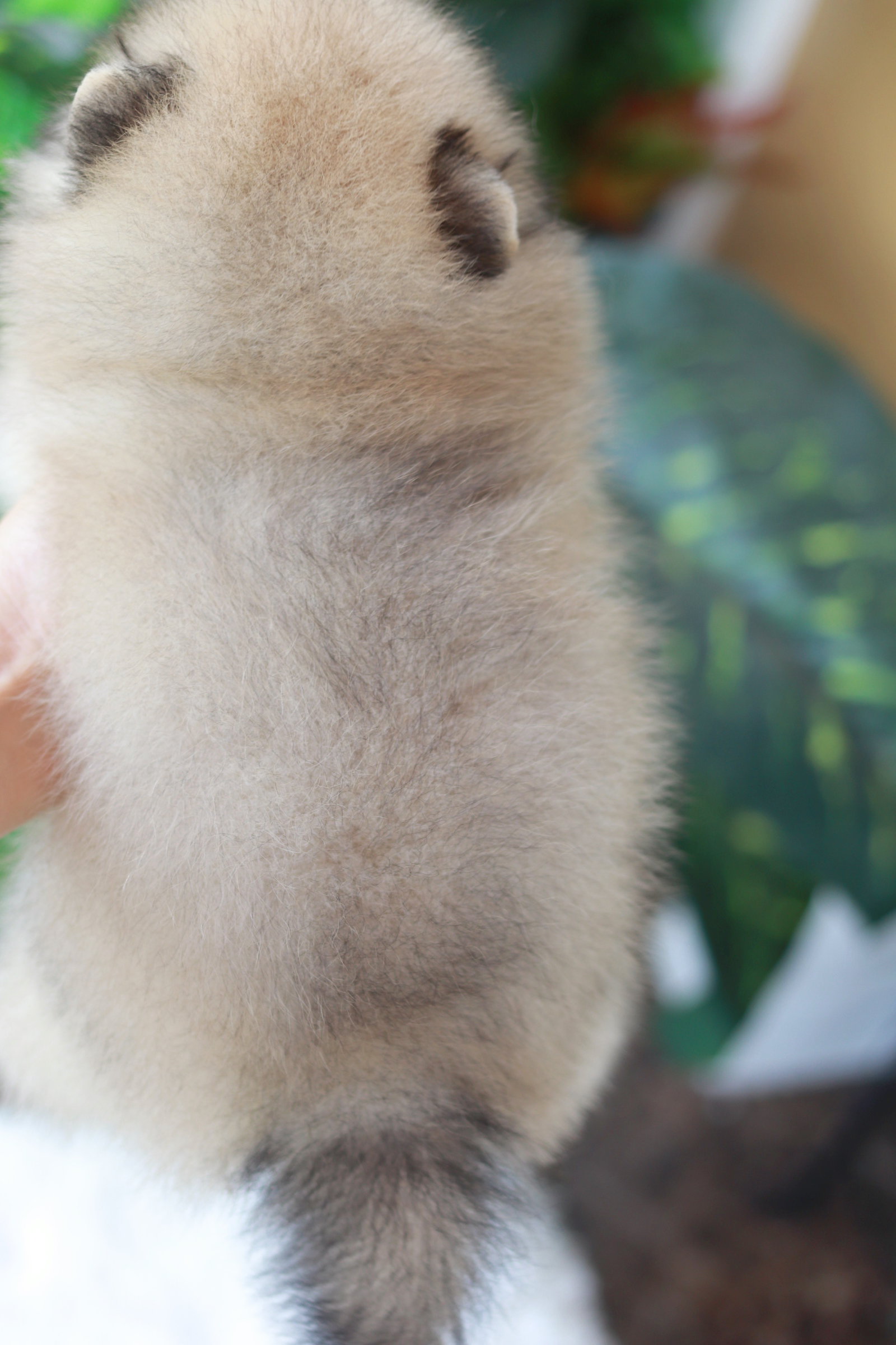 ปอมเมอเรเนียน เพศเมีย สีส้ม