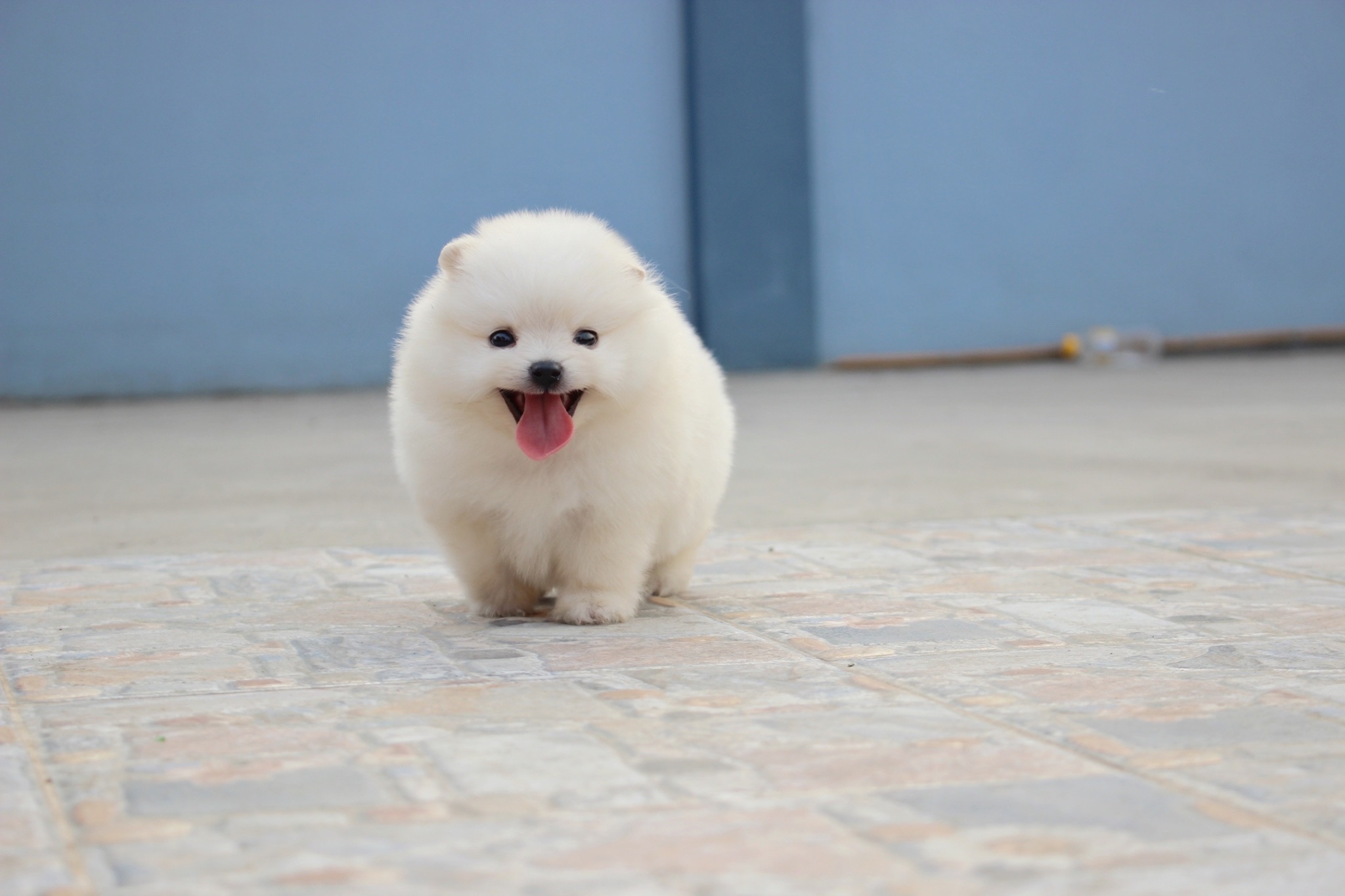 ปอมเมอเรเนียน เพศผู้ สีขาวครีม