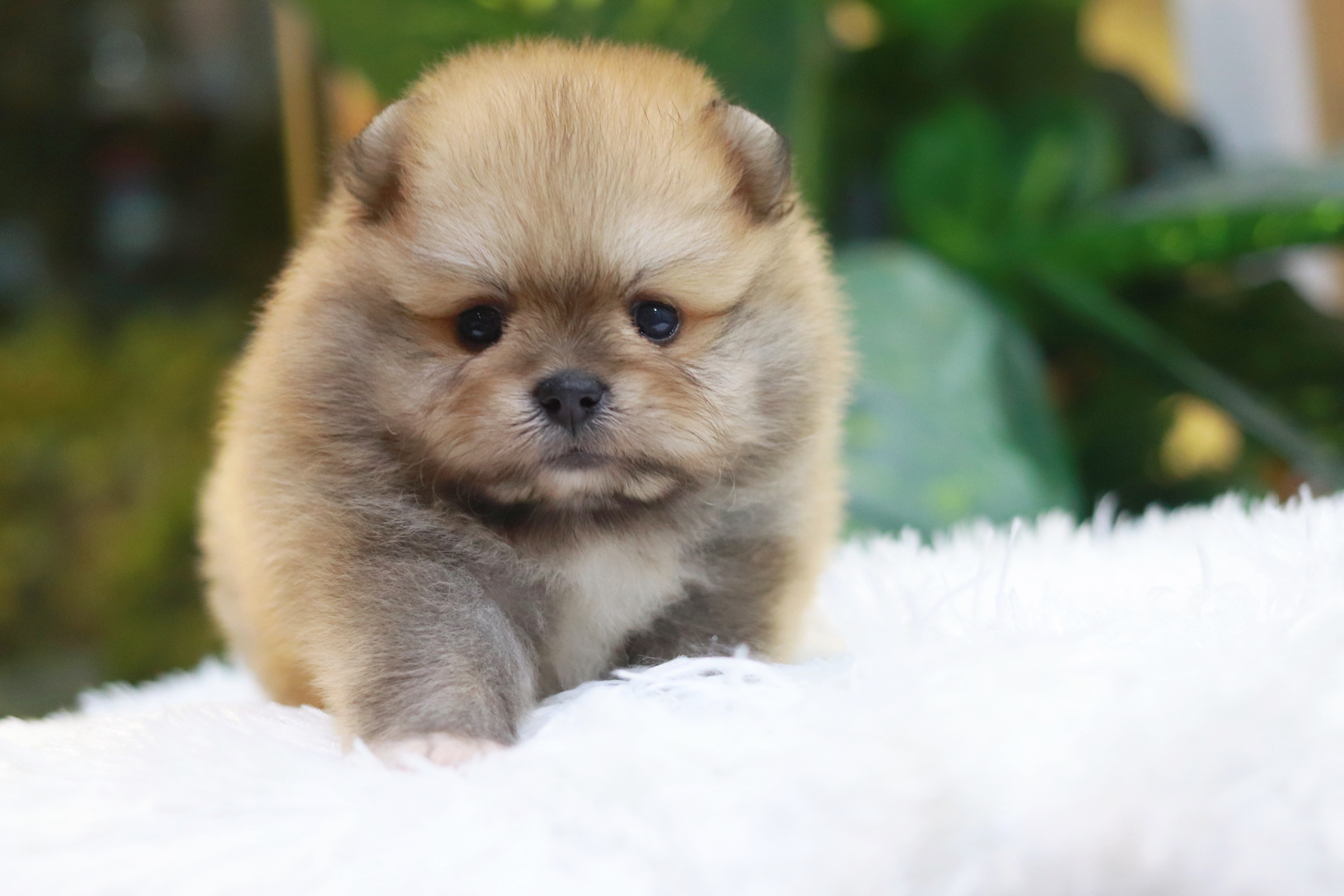 ปอมเมอเรเนียน เพศเมีย สีส้ม ขนแน่นหน้าตุ๊กตา