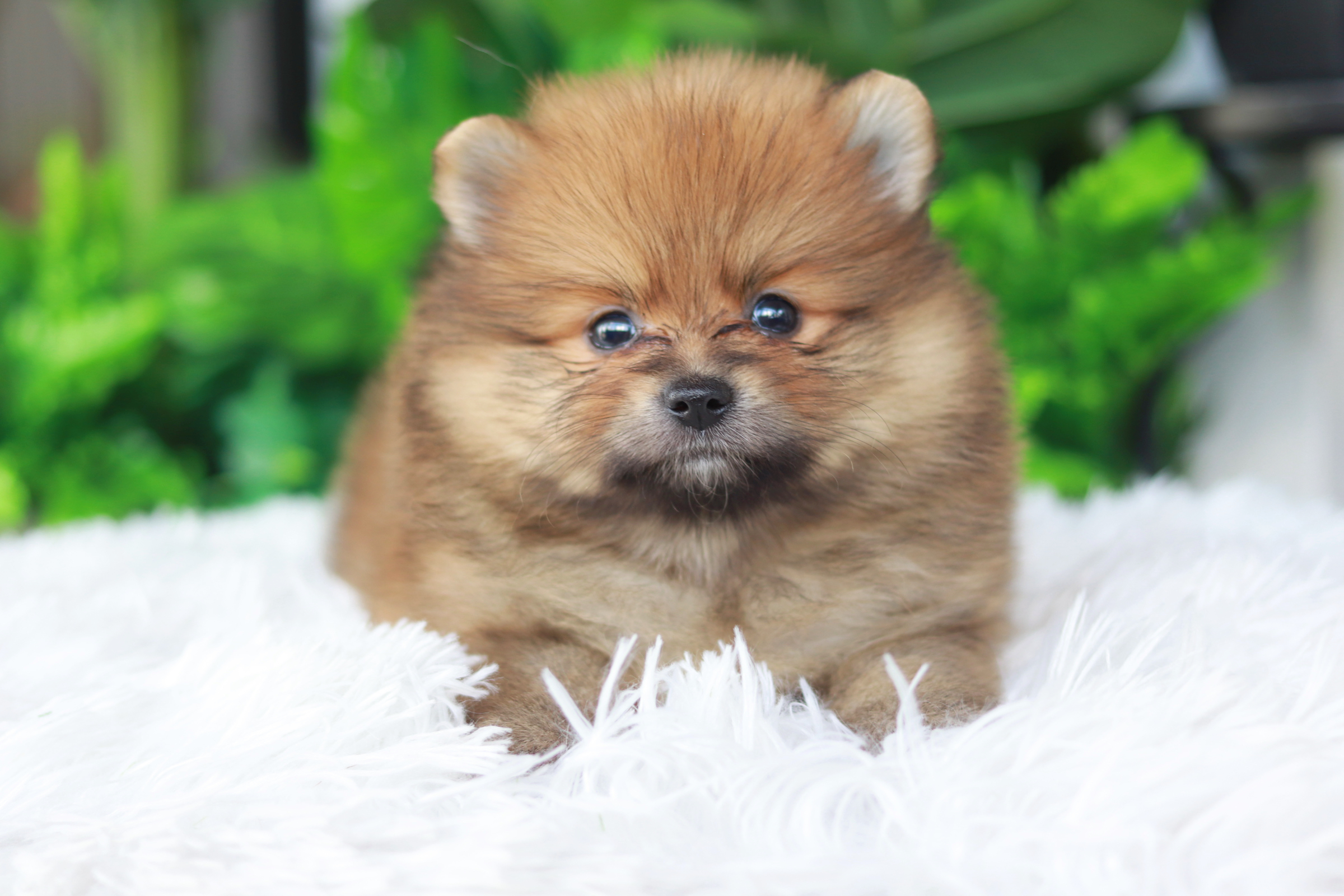 ปอมเมอเรเนียน เพศเมียสีส้ม