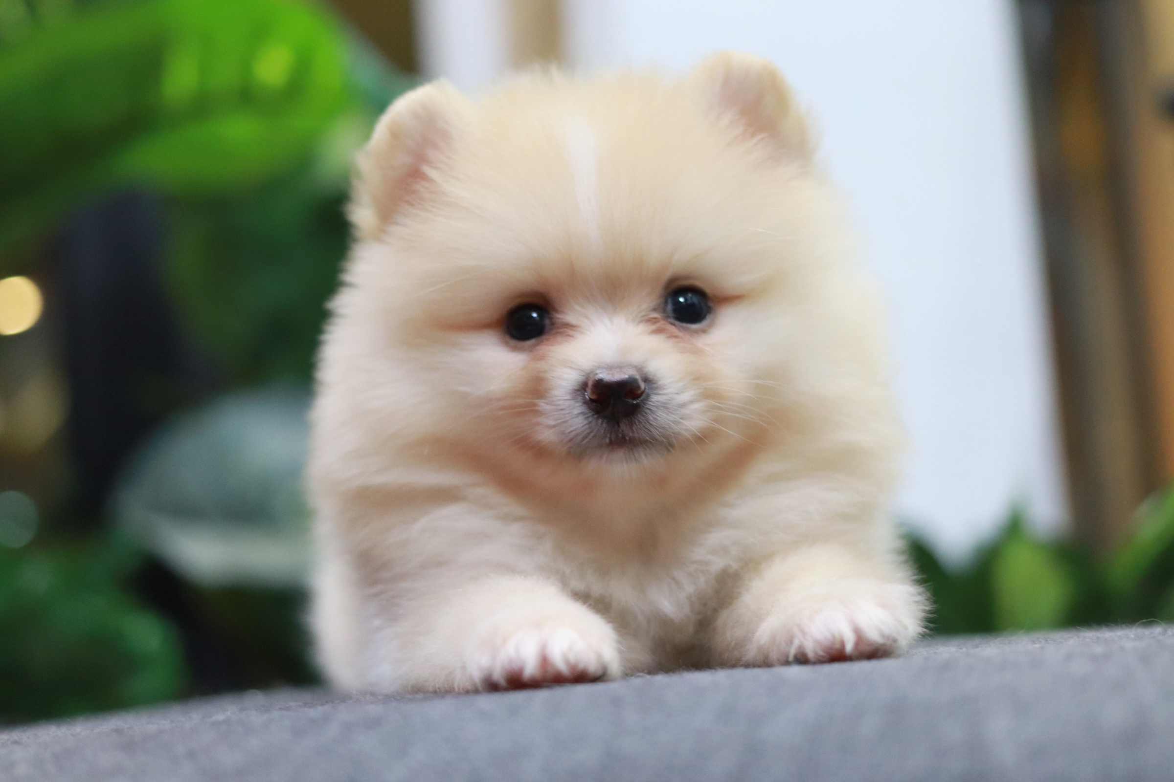 ปอมเมอเรเนียน เพศผู้ หน้าธรรมดาสีครีม