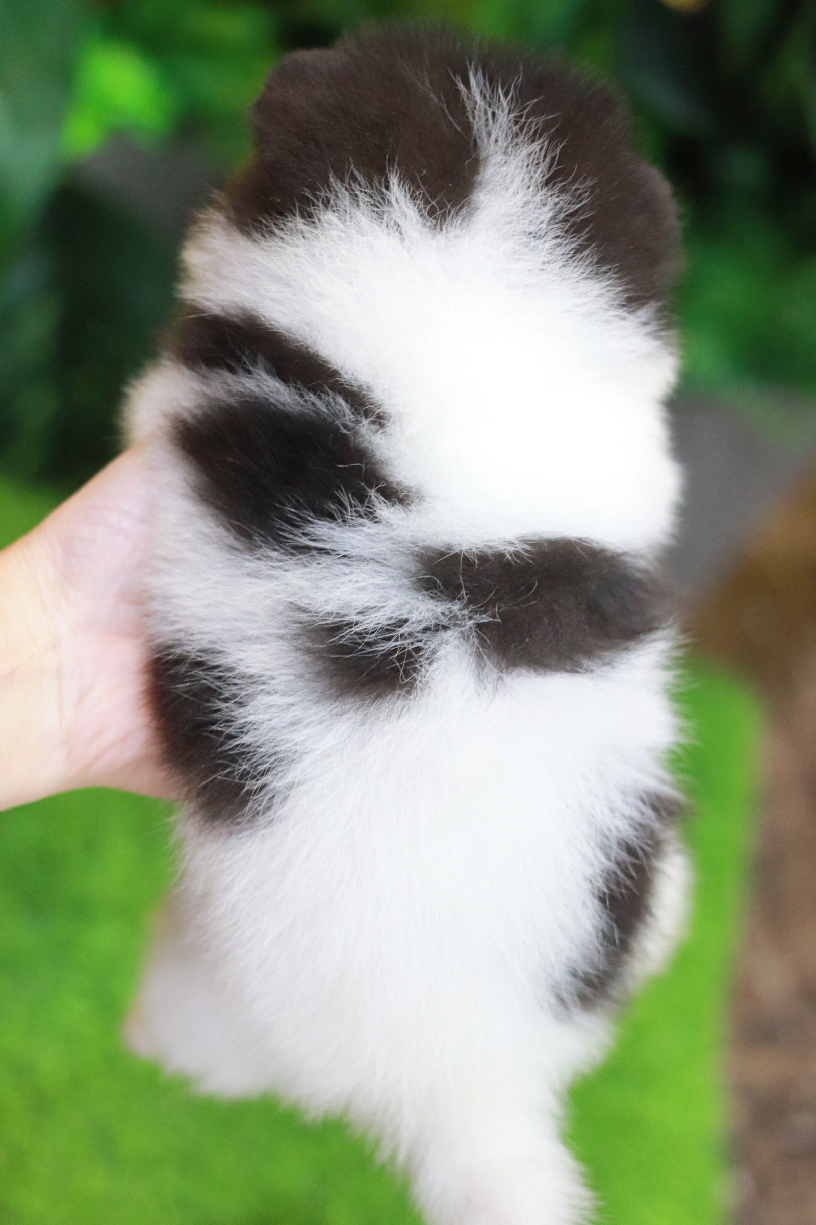 ปอมเมอเรเนียน เพศผู้ แฟนซีขาวดำ