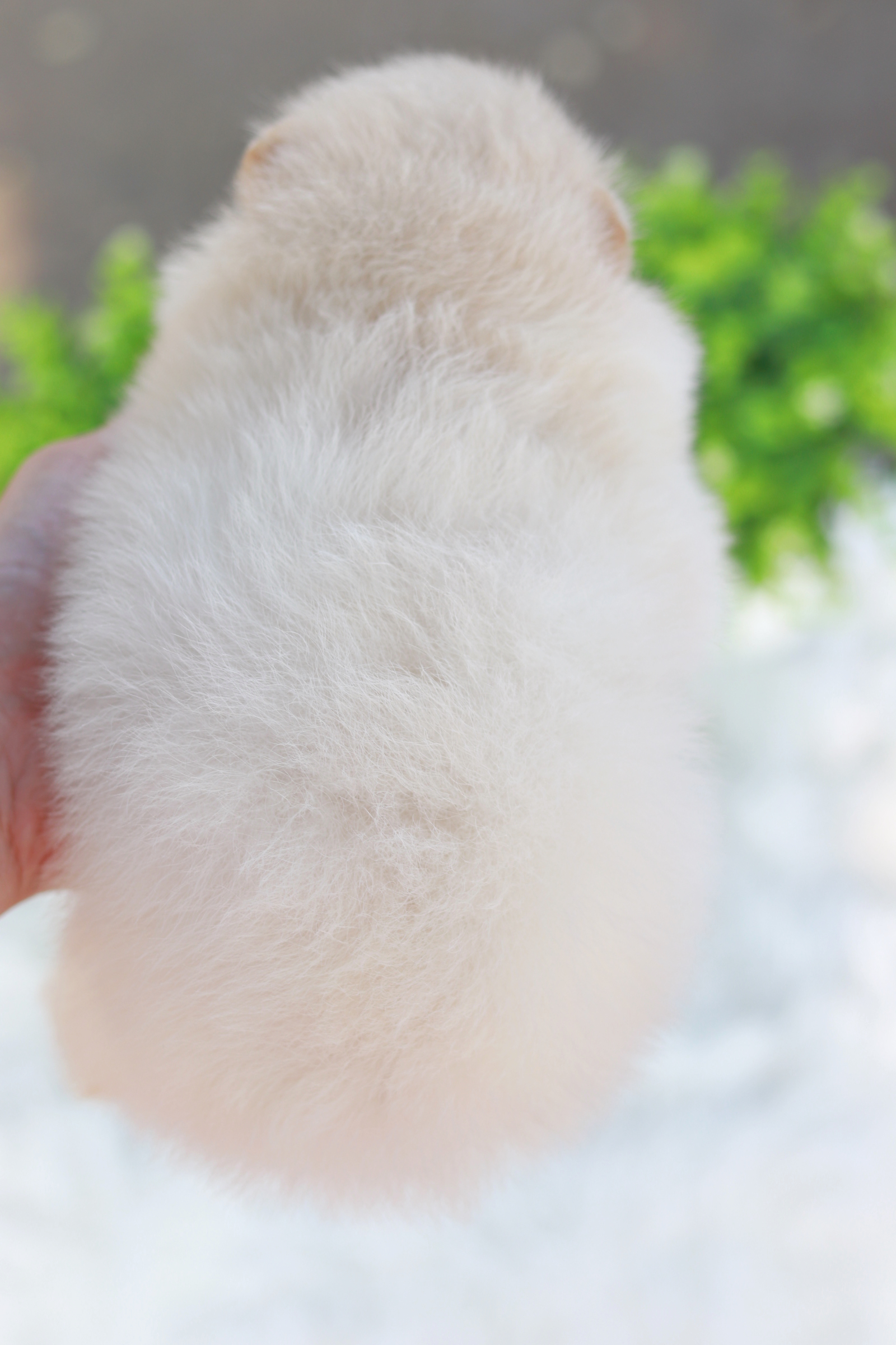 ปอมเมอเรเนียน เพศเมีย สีครีม