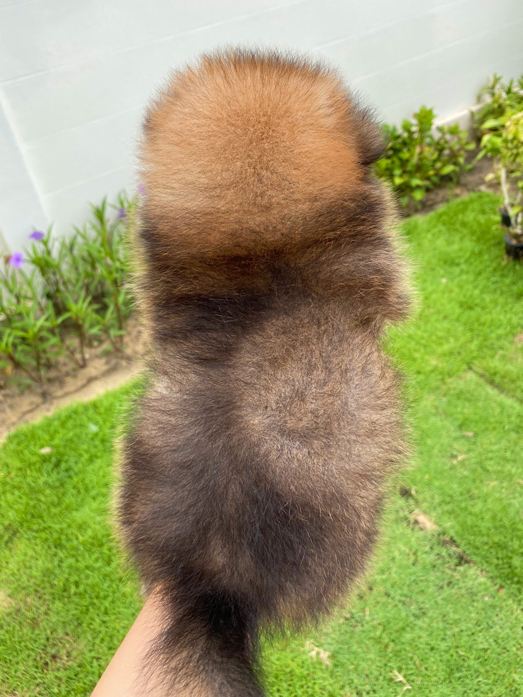 ปอมเมอเรเนียน เพศเมียสีส้ม