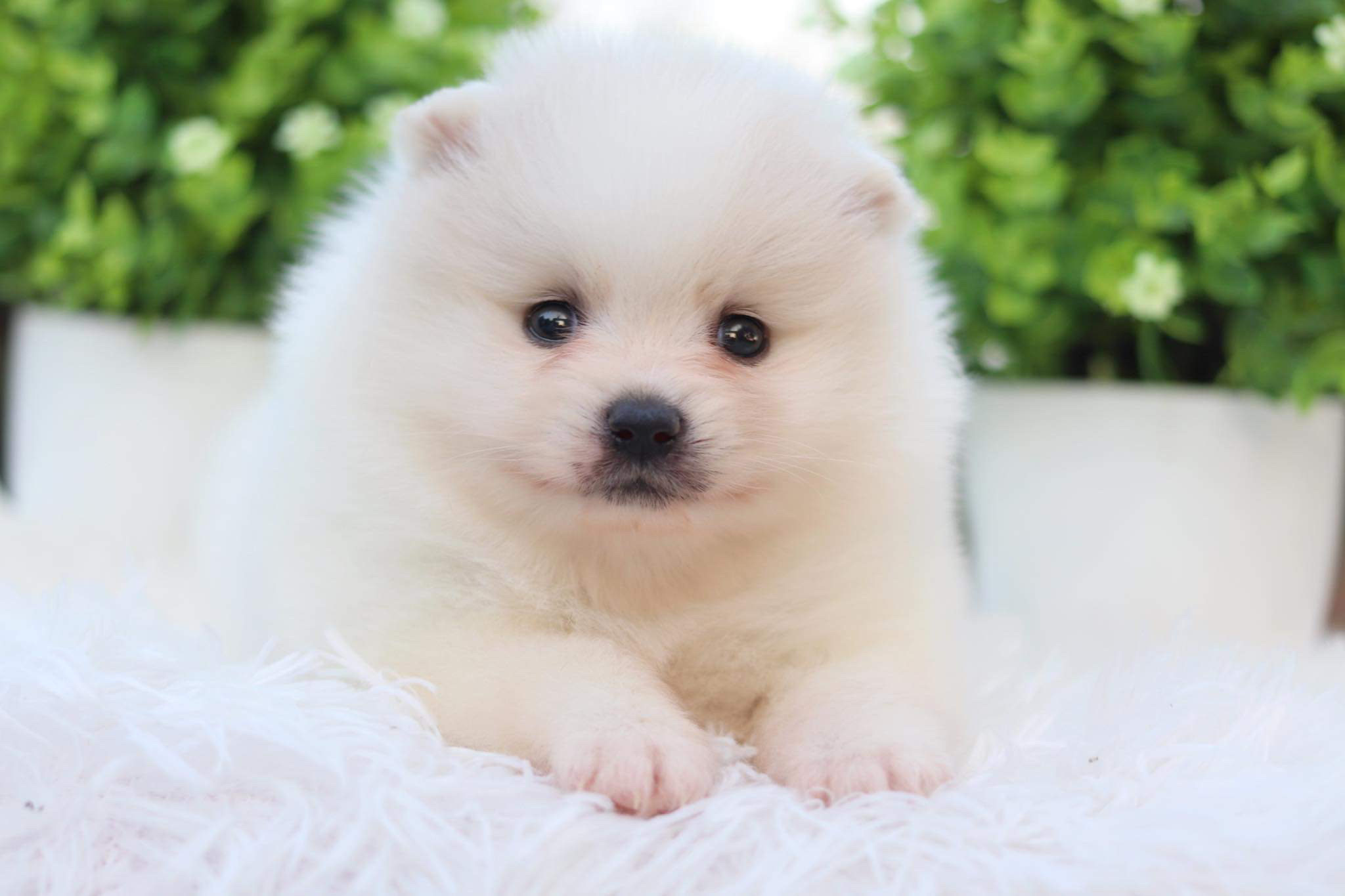 ปอมเมอเรเนียน เพศเมีย