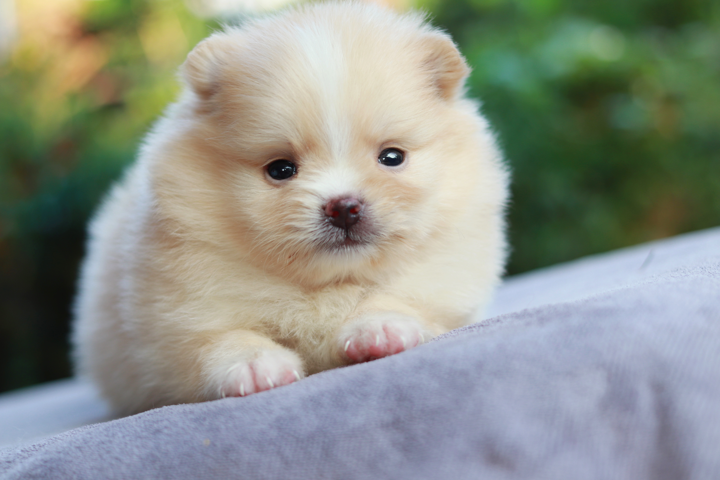 ปอมเมอเรเนียน เพศผู้ สีครีม