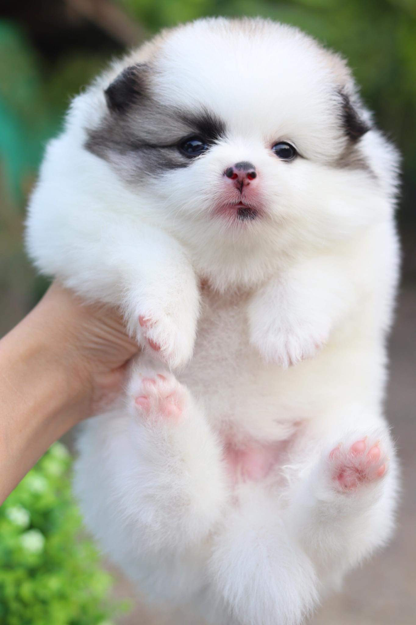 ปอมเมอเรเนียน เพศเมีย