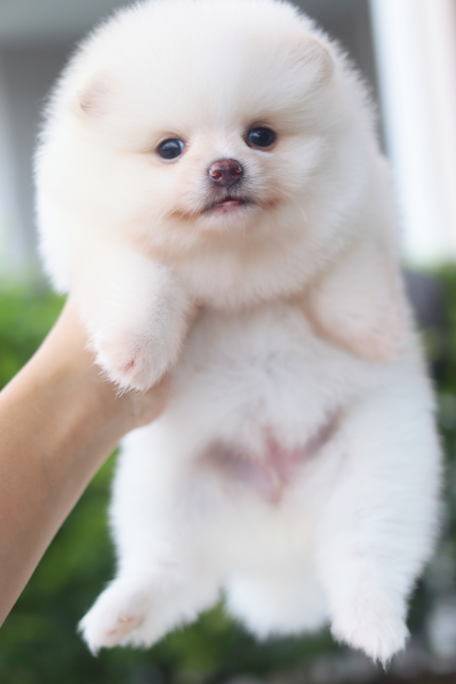 ปอมเมอเรเนียน เพศเมียสีขาวครีม