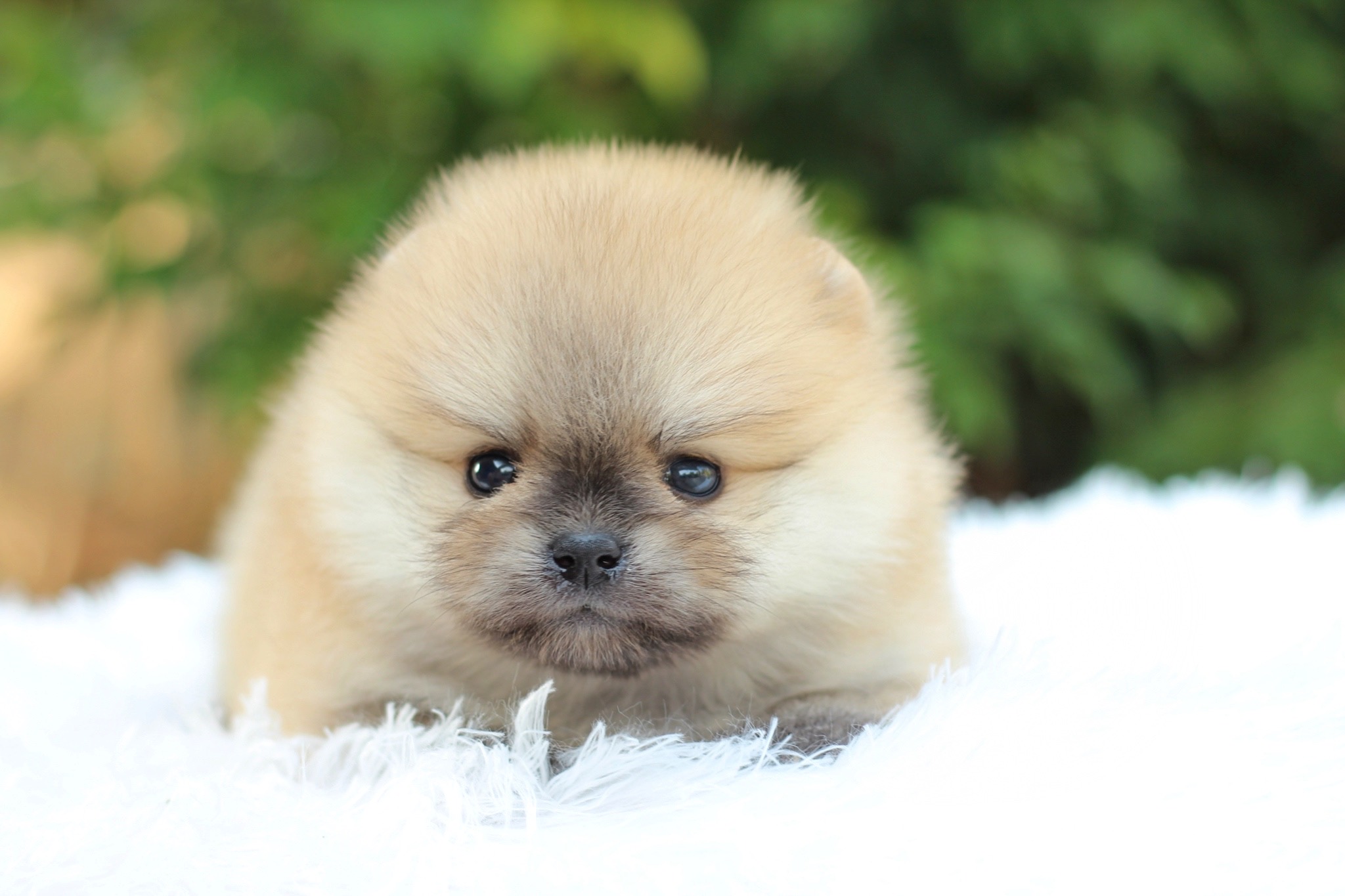 ปอมเมอเรเนียน เพศผู้ สีส้ม