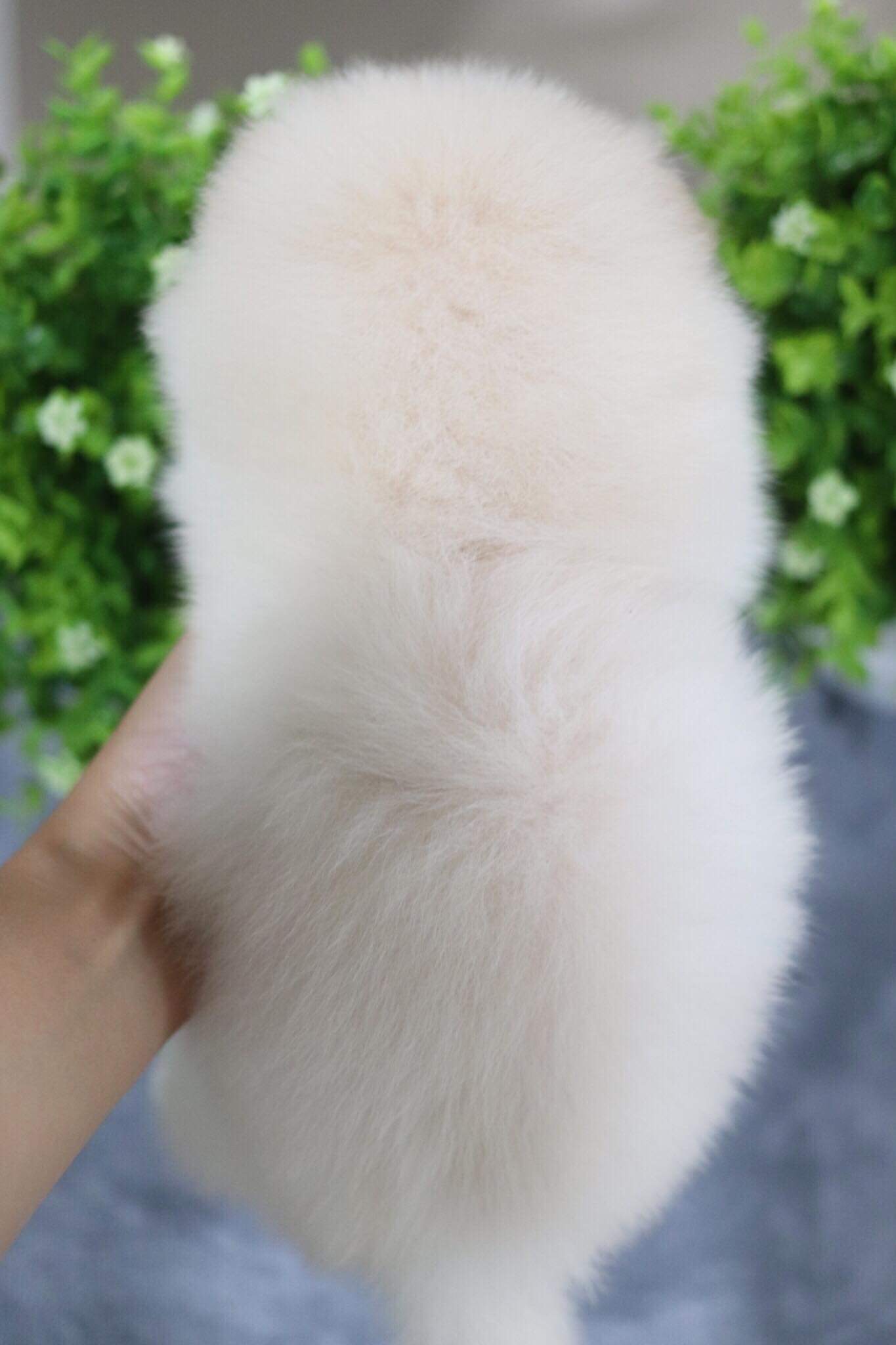 ปอมเมอเรเนียน เพศเมีย