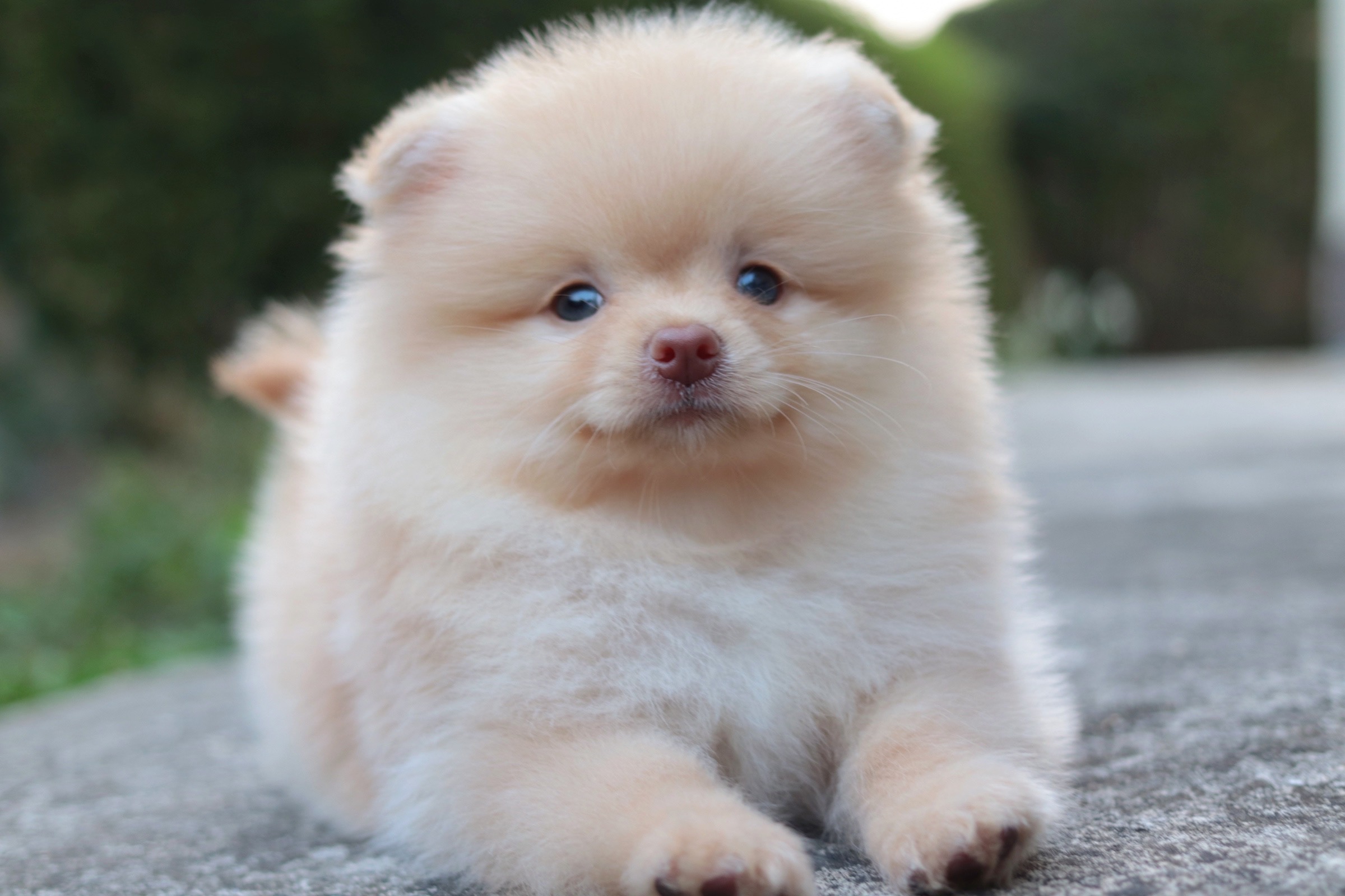 ปอมเมอเรเนียน เพศผู้ สีครีม