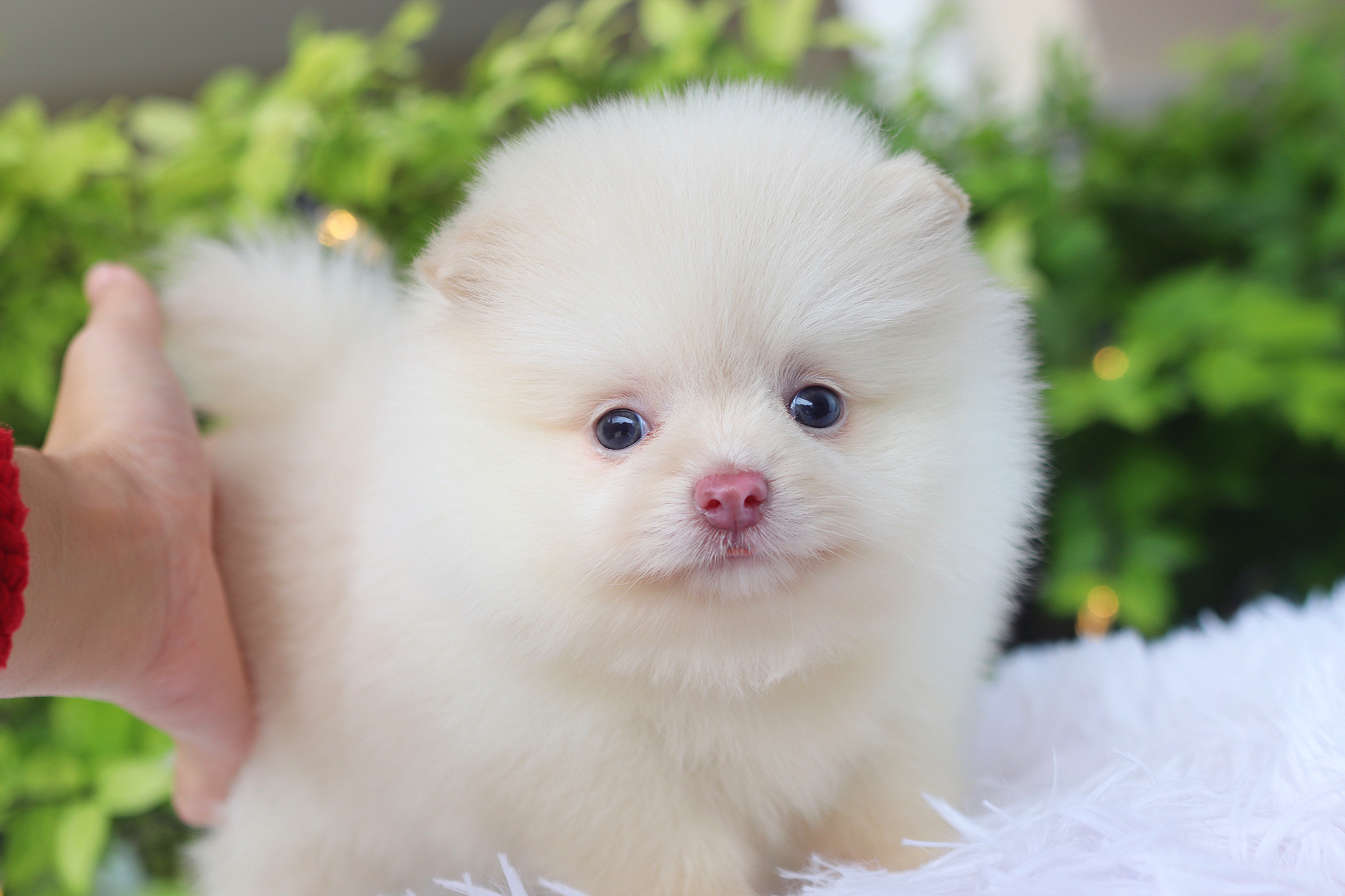 ปอมเมอเรเนียน เพศเมียสีขาวครีม