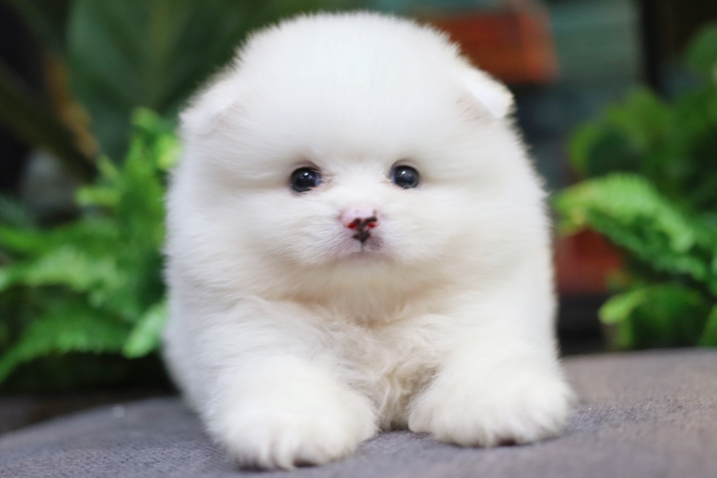 ปอมเมอเรเนียน เพศผู้ สีขาว หน้าฟ็อก ไซส์ปกติ