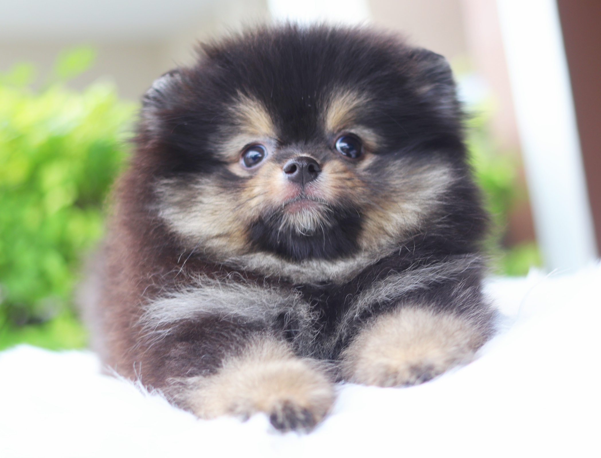 ปอมเมอเรเนียน เพศเมียสีแบล็คแทน