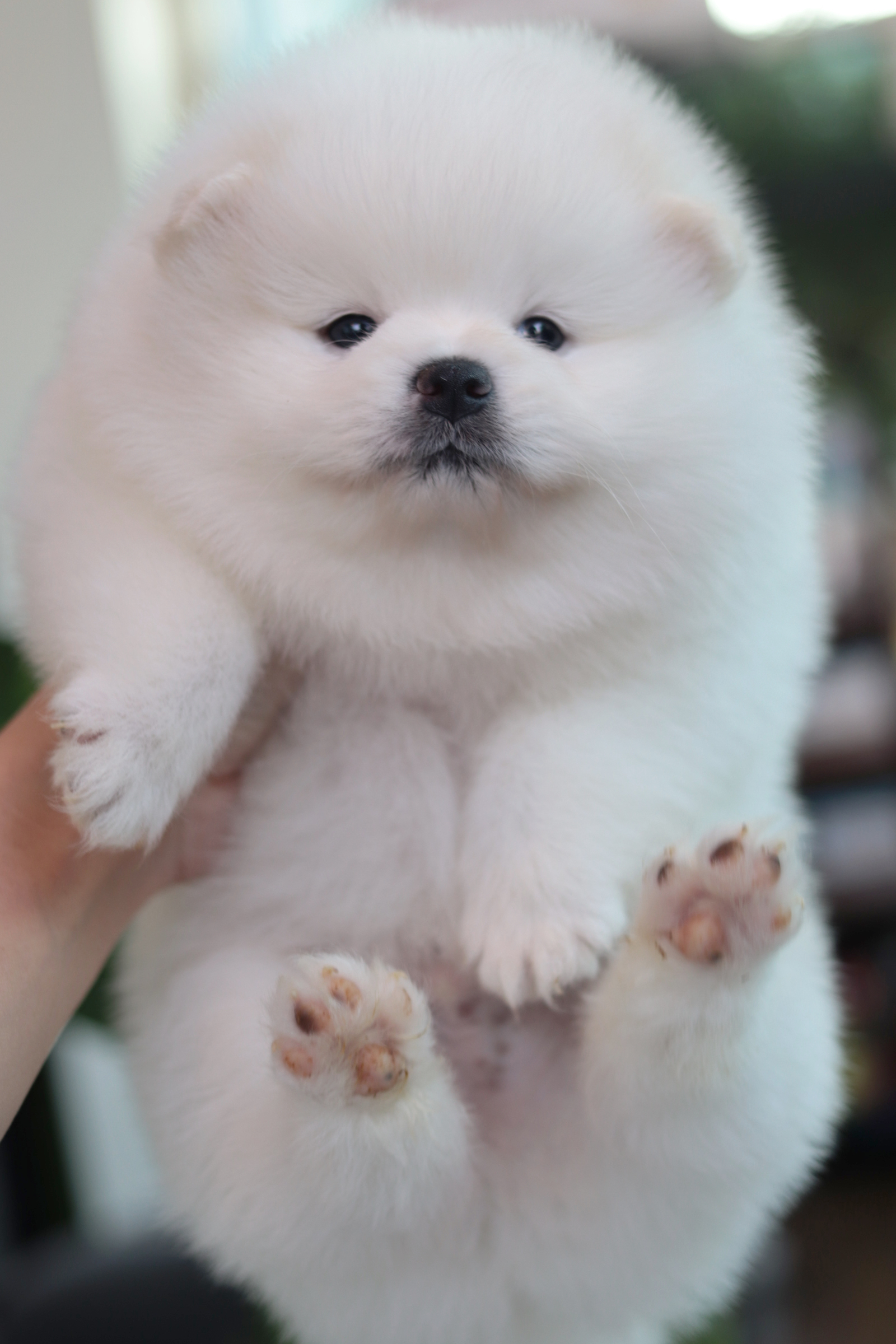 ปอมเมอเรเนียน เพศผู้ขาว