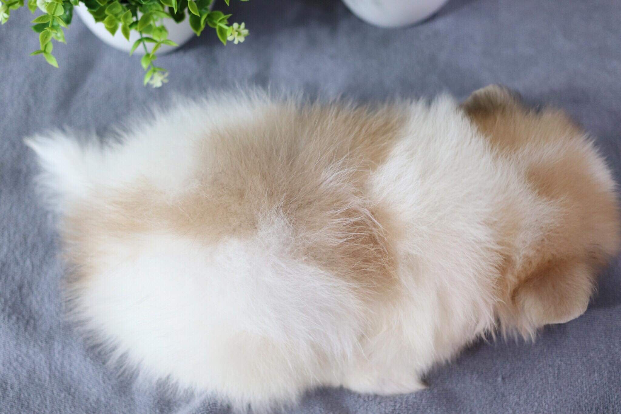 ปอมเมอเรเนียน เพศเมีย