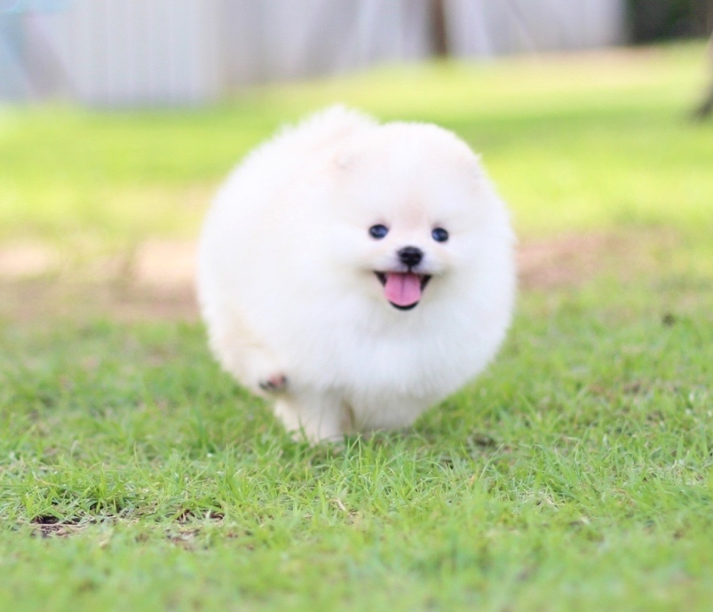 ปอมเมอเรเนียน เพศผู้ สีขาวครีม
