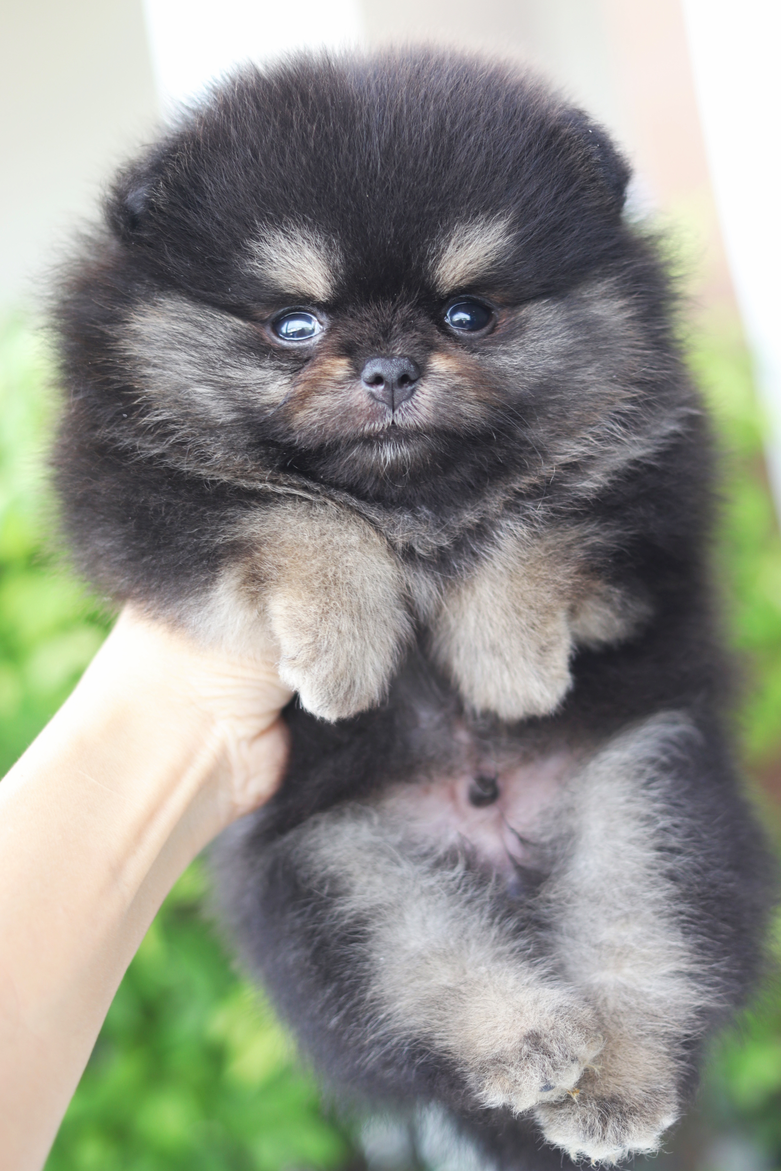 ปอมเมอเรเนียน เพศผู้สีแบล็คแทน