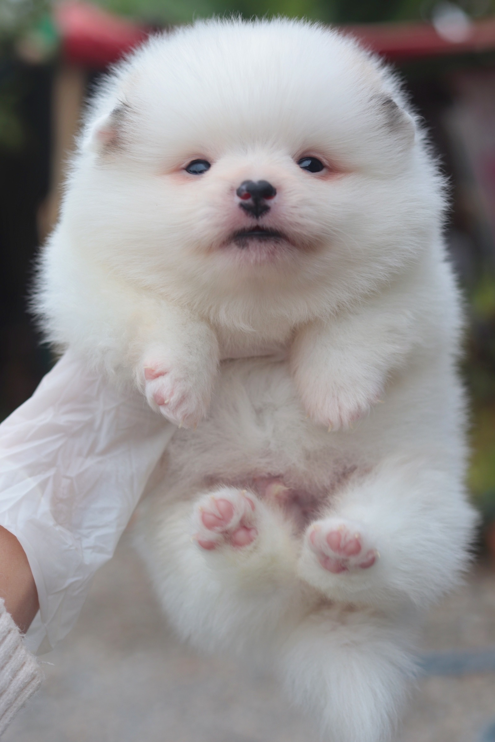 ปอมเมอเรเนียน เพศผู้ สีแฟนซี