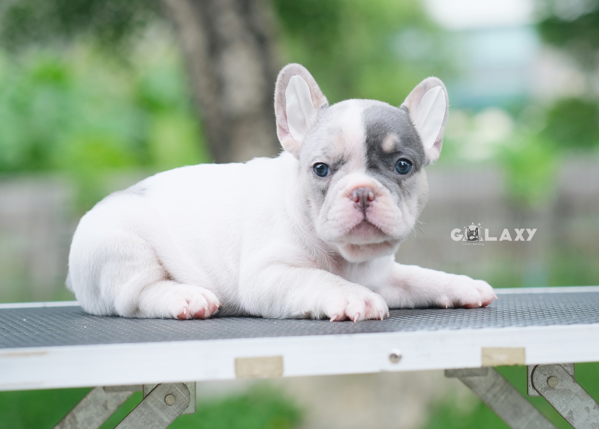 เพศผู้ สีบลูเมอร์แทนพาย สีพิเศษมี4สีในตัว ทั้งสีบลู สีเมอร์ สีแทน และสีพาย พิเศษแบบนี้ไม่ได้เกิดขึ้นง่ายๆ ใครอยากได้ลูกชายแบบลิมิเต็ดไม่ซ้ำใคร ติดต่อได้ค่ะ 0929918888