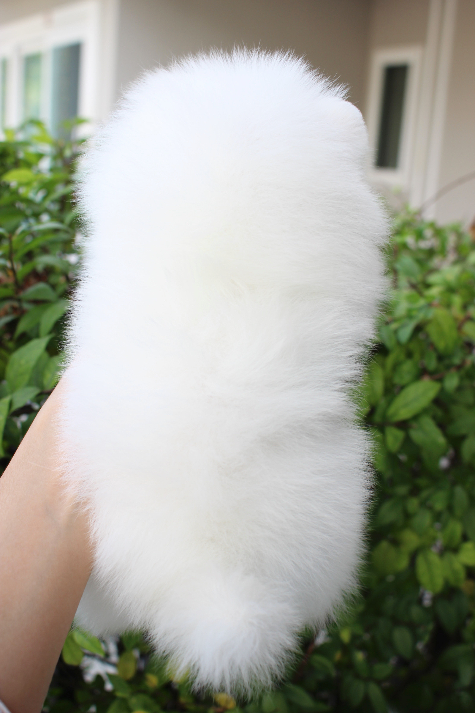 ปอมเมอเรเนียน เพศเมียสีขาวครีมเกรดโชว์