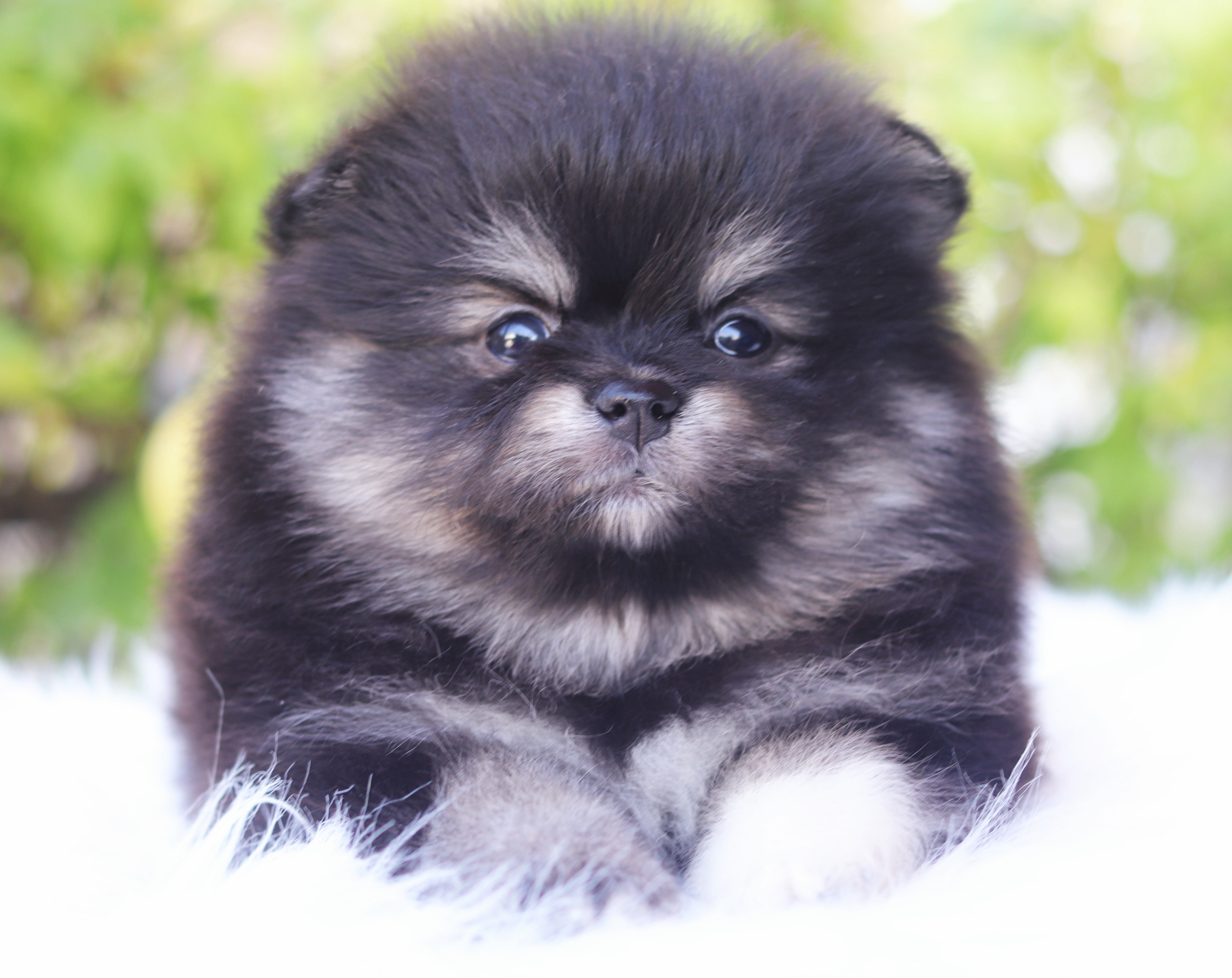 ปอมเมอเรเนียน เพศเมียสีแบล็คแทน