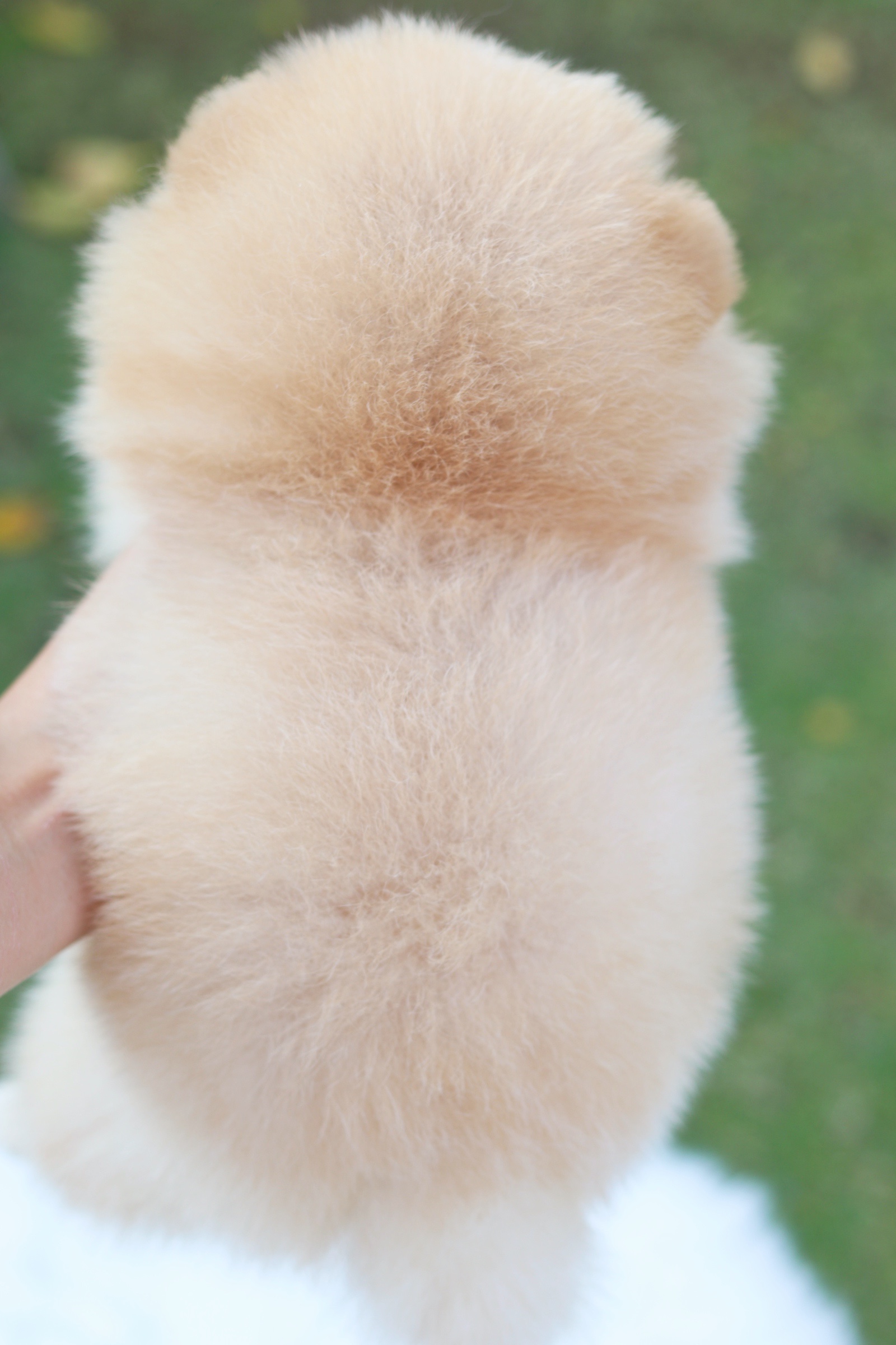 ปอมเมอเรเนียน เพศผู้ สีครีม