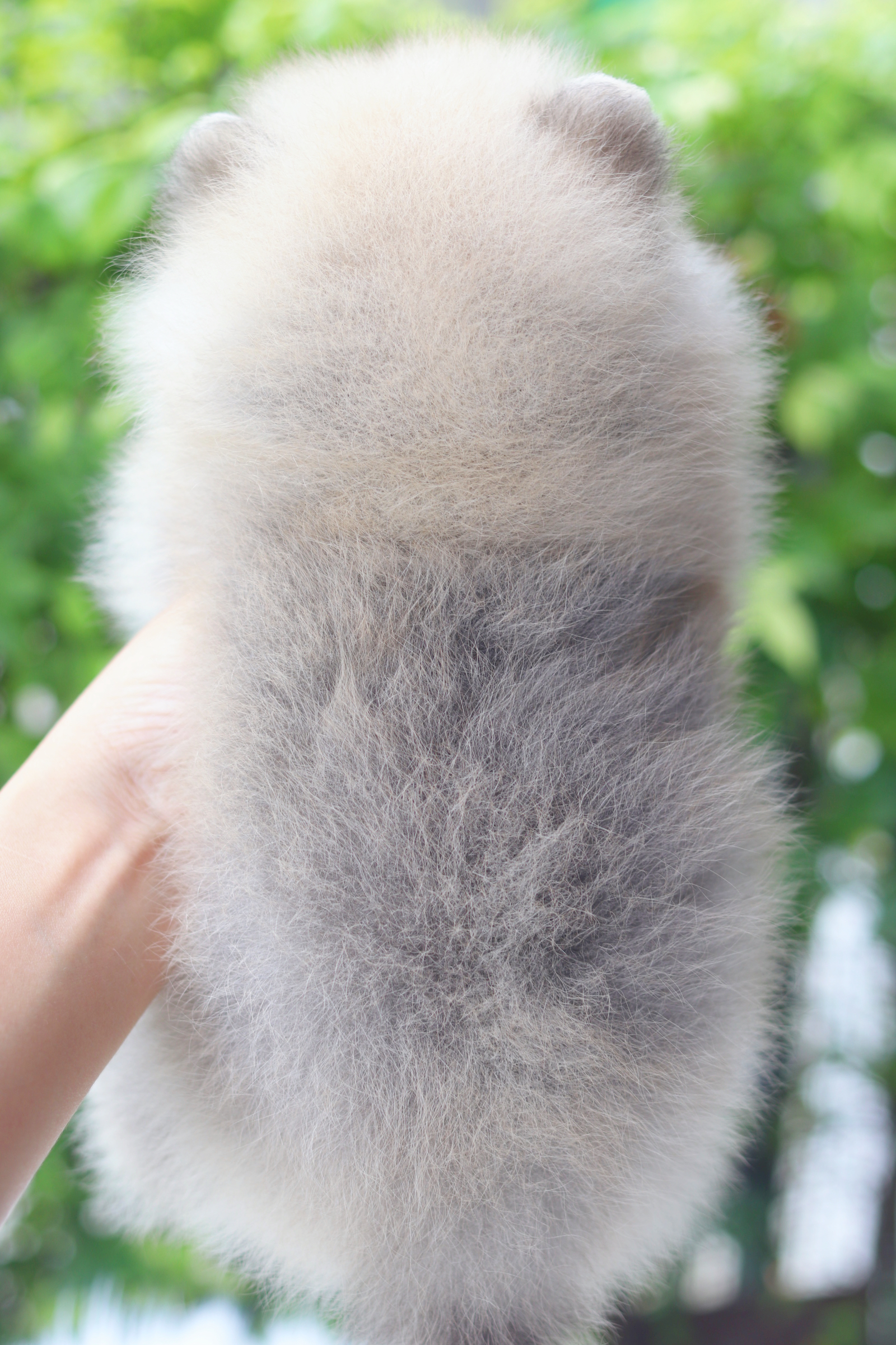 ปอมเมอเรเนียน เพศผู้สีส้ม