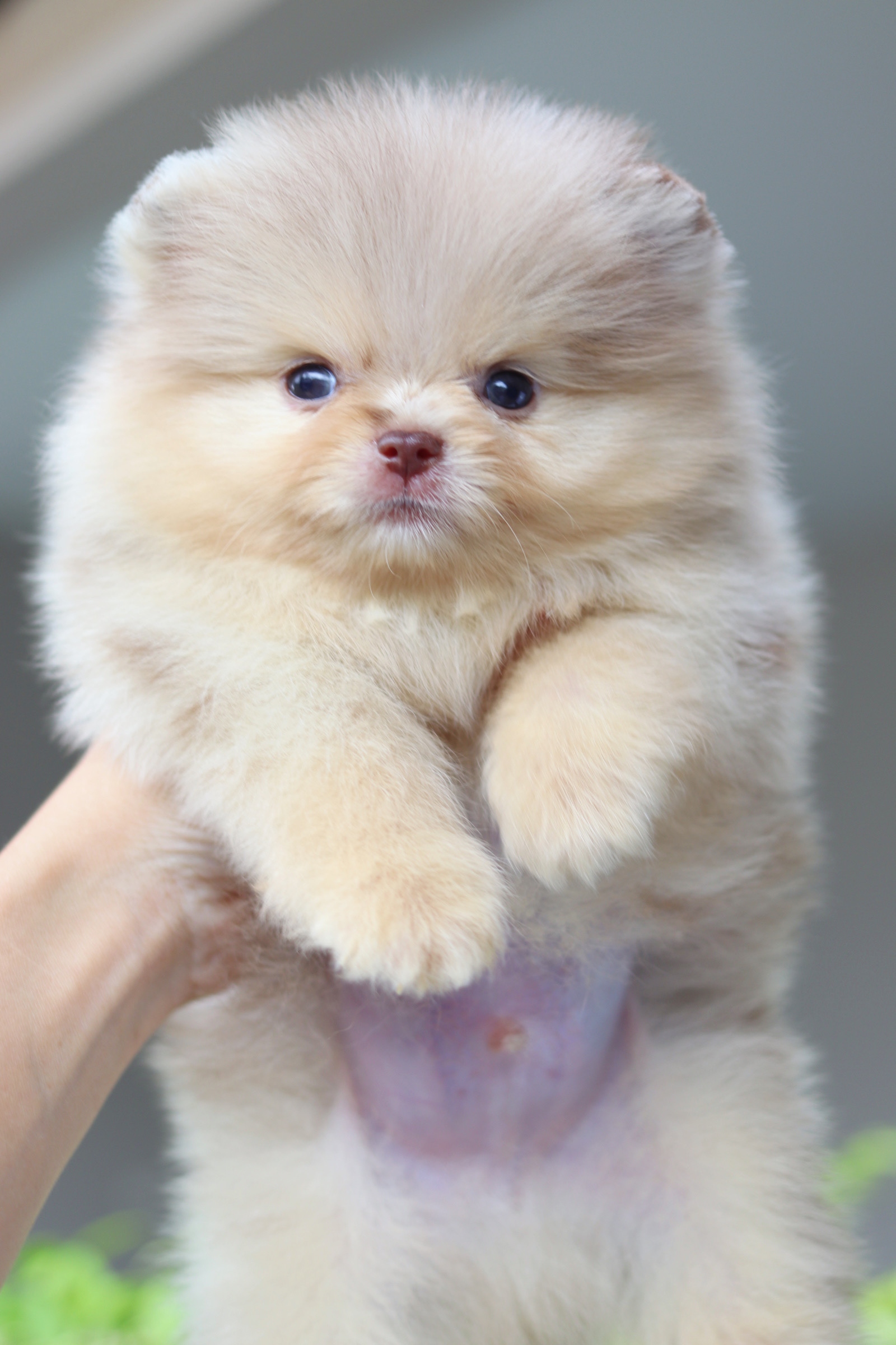 ปอมเมอเรเนียน เพศผู้สีแฟนซี ช็อค เกรดโชว์