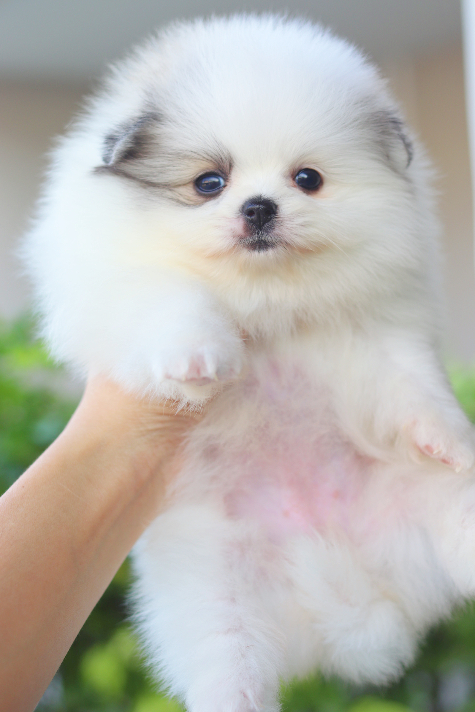 ปอมเมอเรเนียน เพศเมียสีแฟนซี