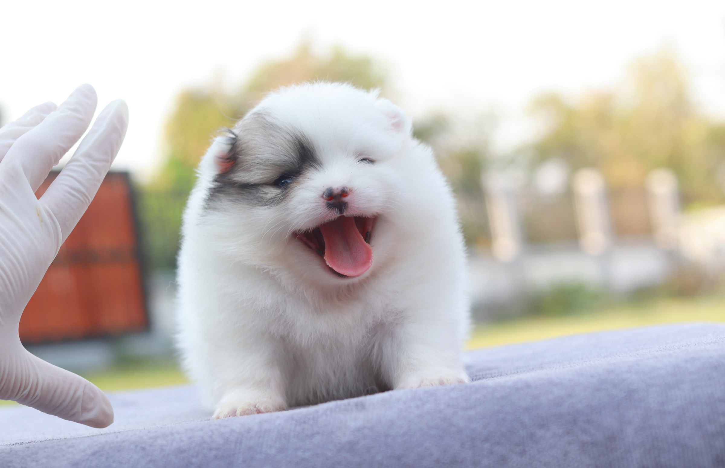 ปอมเมอเรเนียน เพศเมียแฟนซี