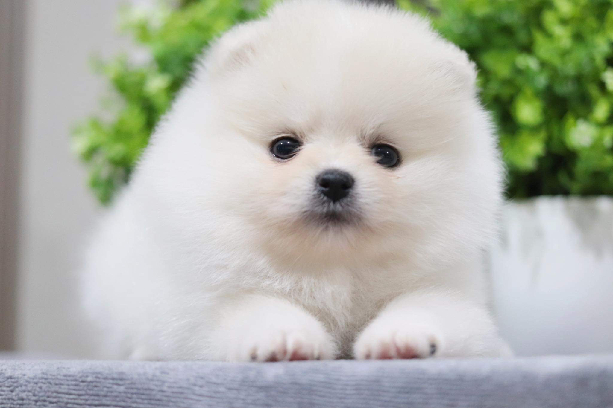 ปอมเมอเรเนียน เพศเมีย