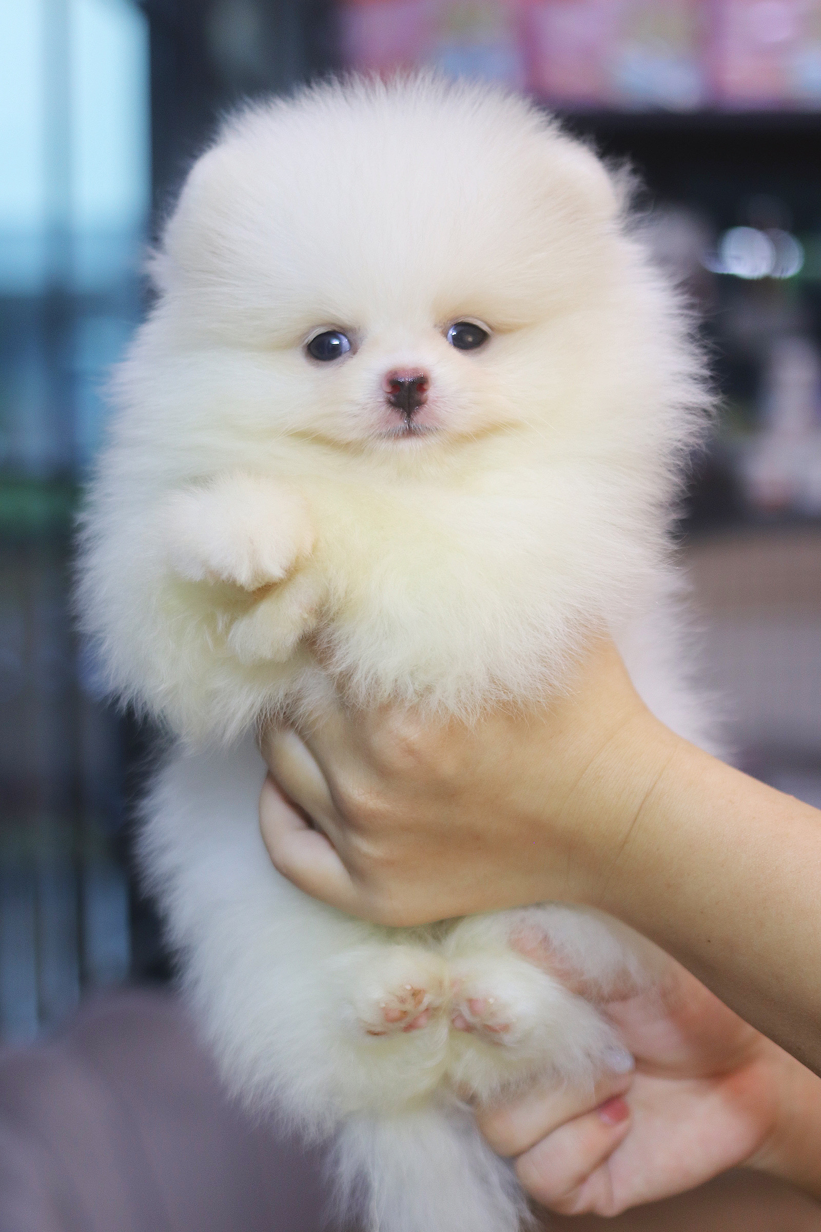 ปอมเมอเรเนียน เพศผู้ สีขาวครีม