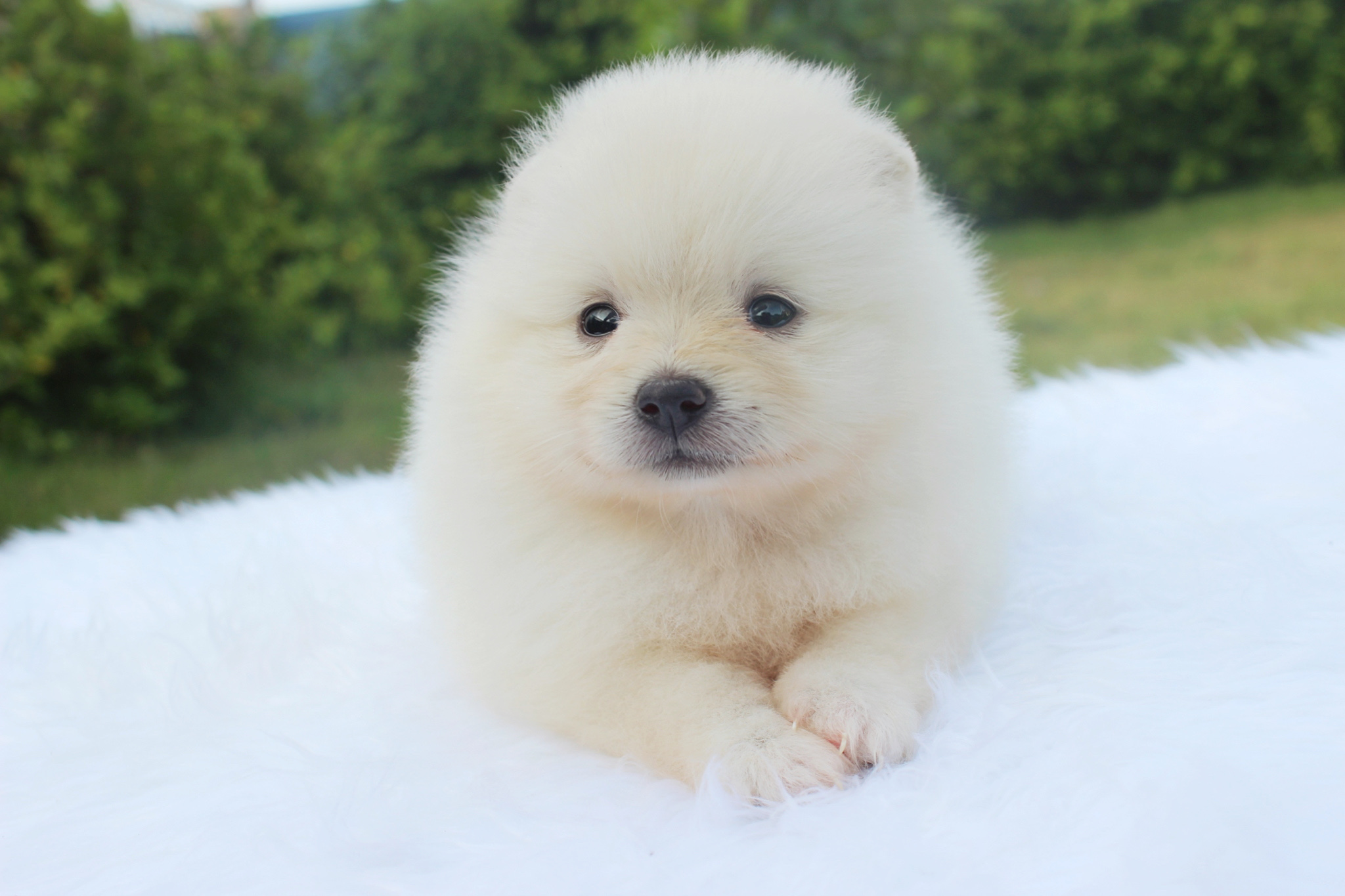 ปอมเมอเรเนียน เพศเมียขาวครีม