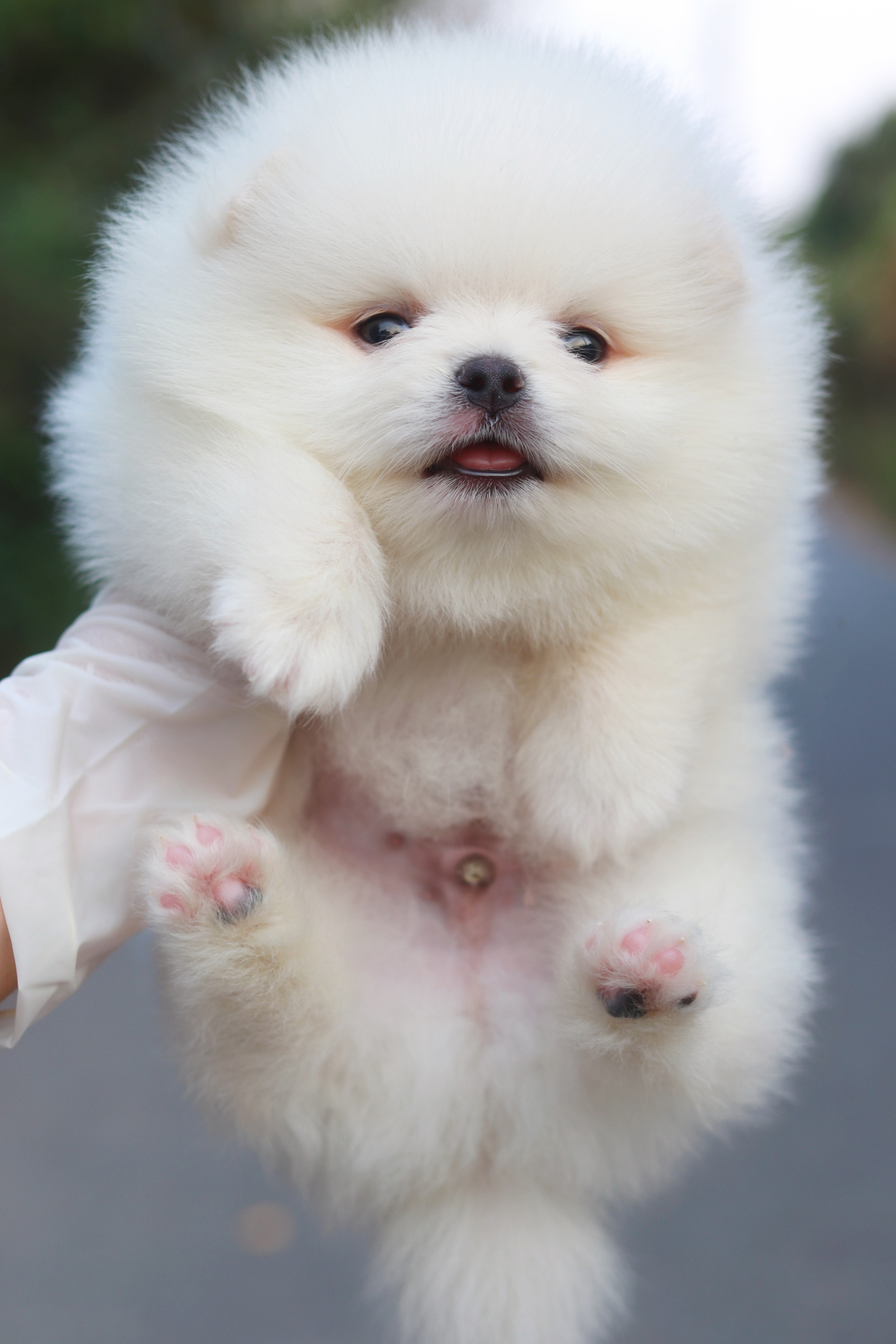 ปอมเมอเรเนียน เพศผู้ขาวขนแน่น